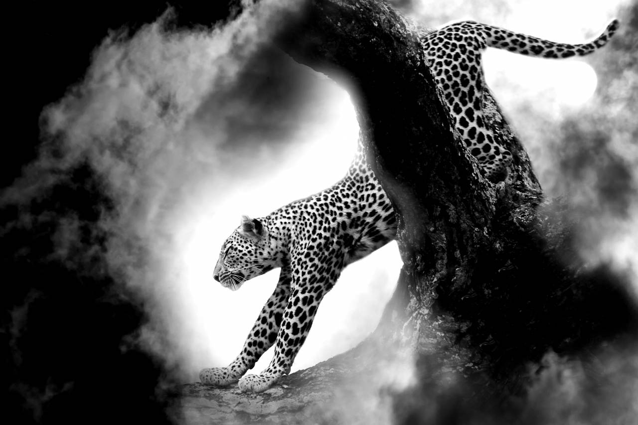 Nature Cloud Black And White Wildlife