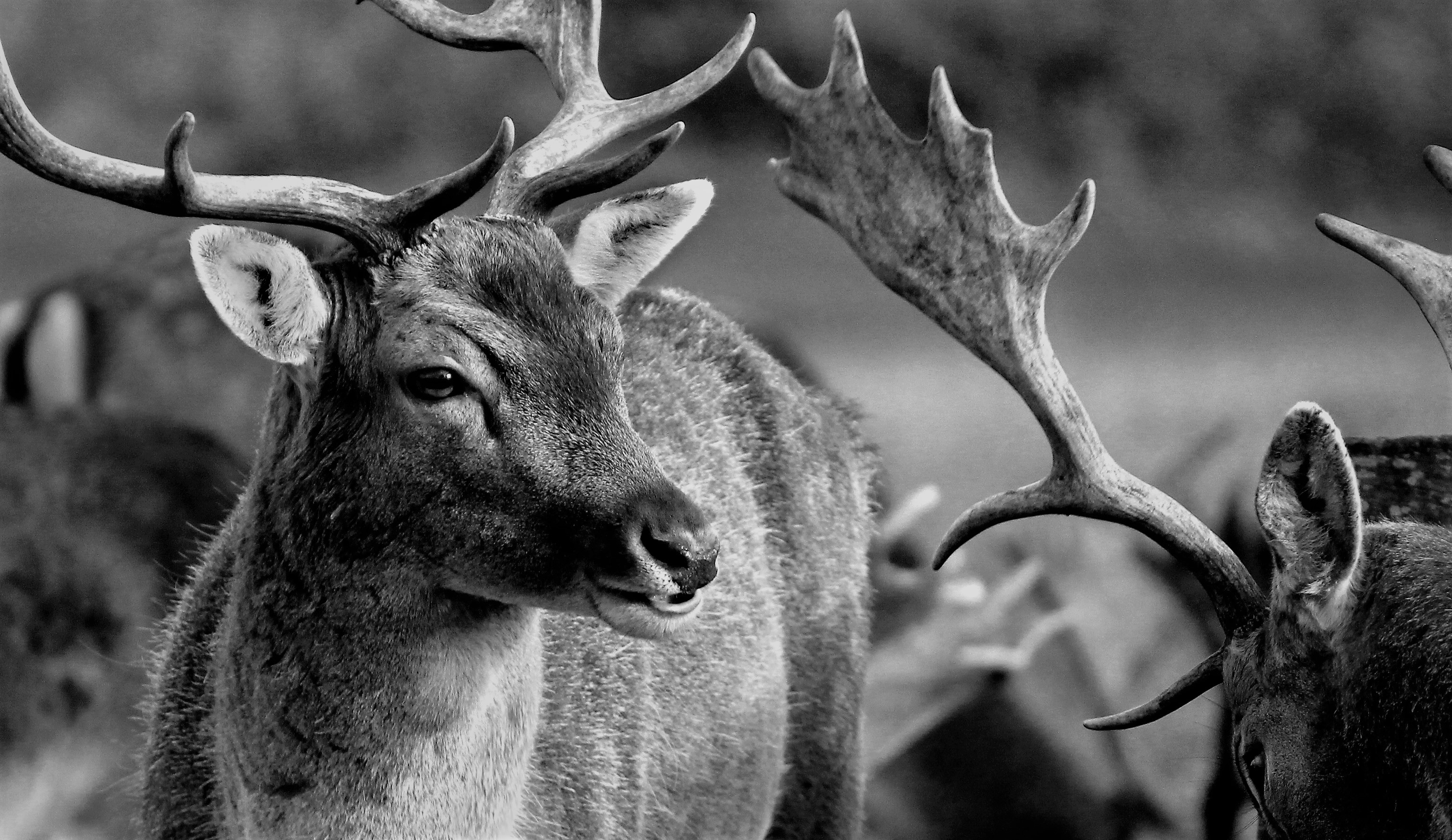 wild animals