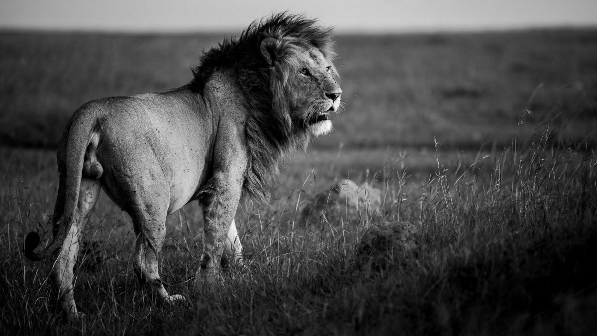 Black and White Wildlife Photographs