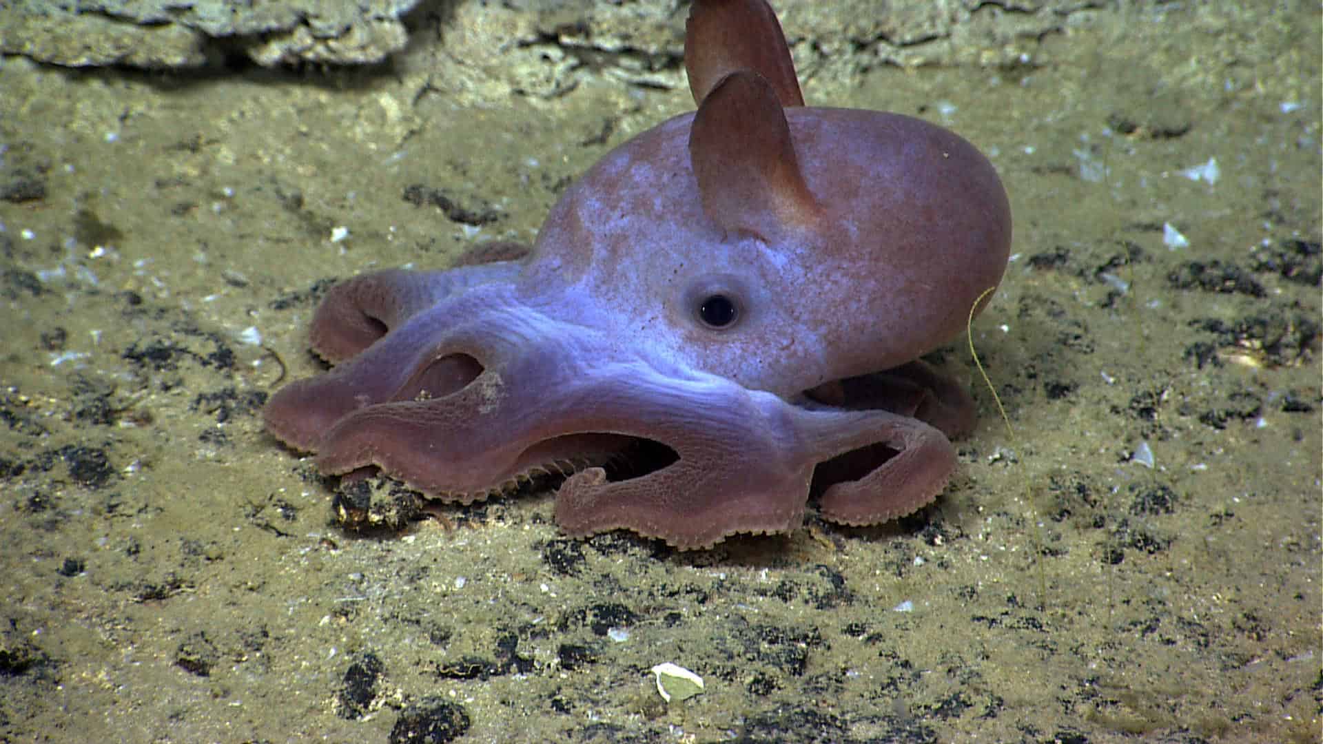 Awesome Dumbo Octopus Facts The
