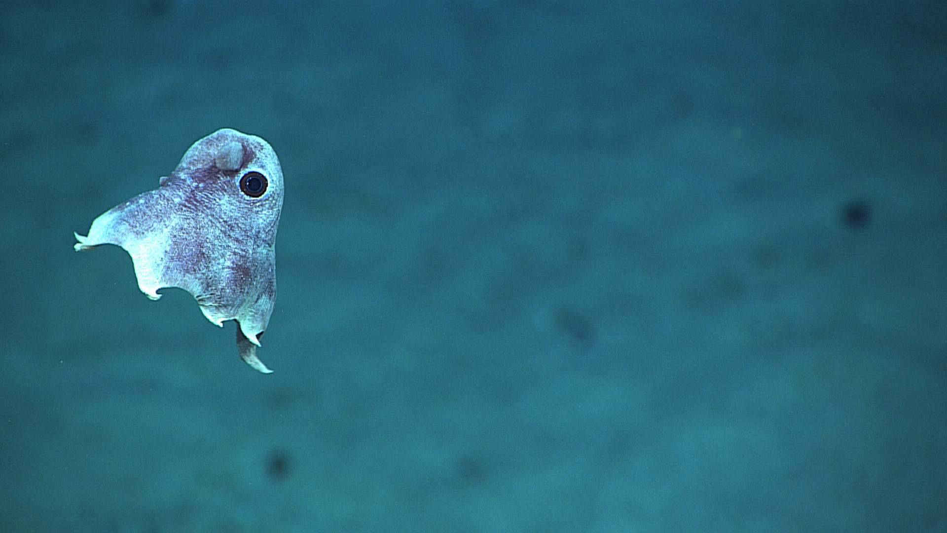 deep sea dumbo octopus