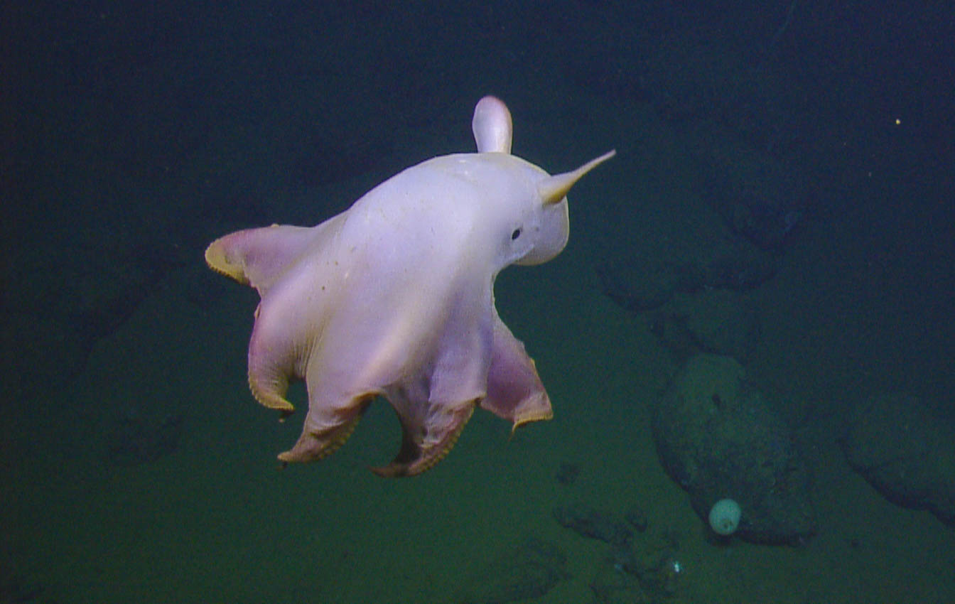 Photos: Ghostly dumbo octopus dances