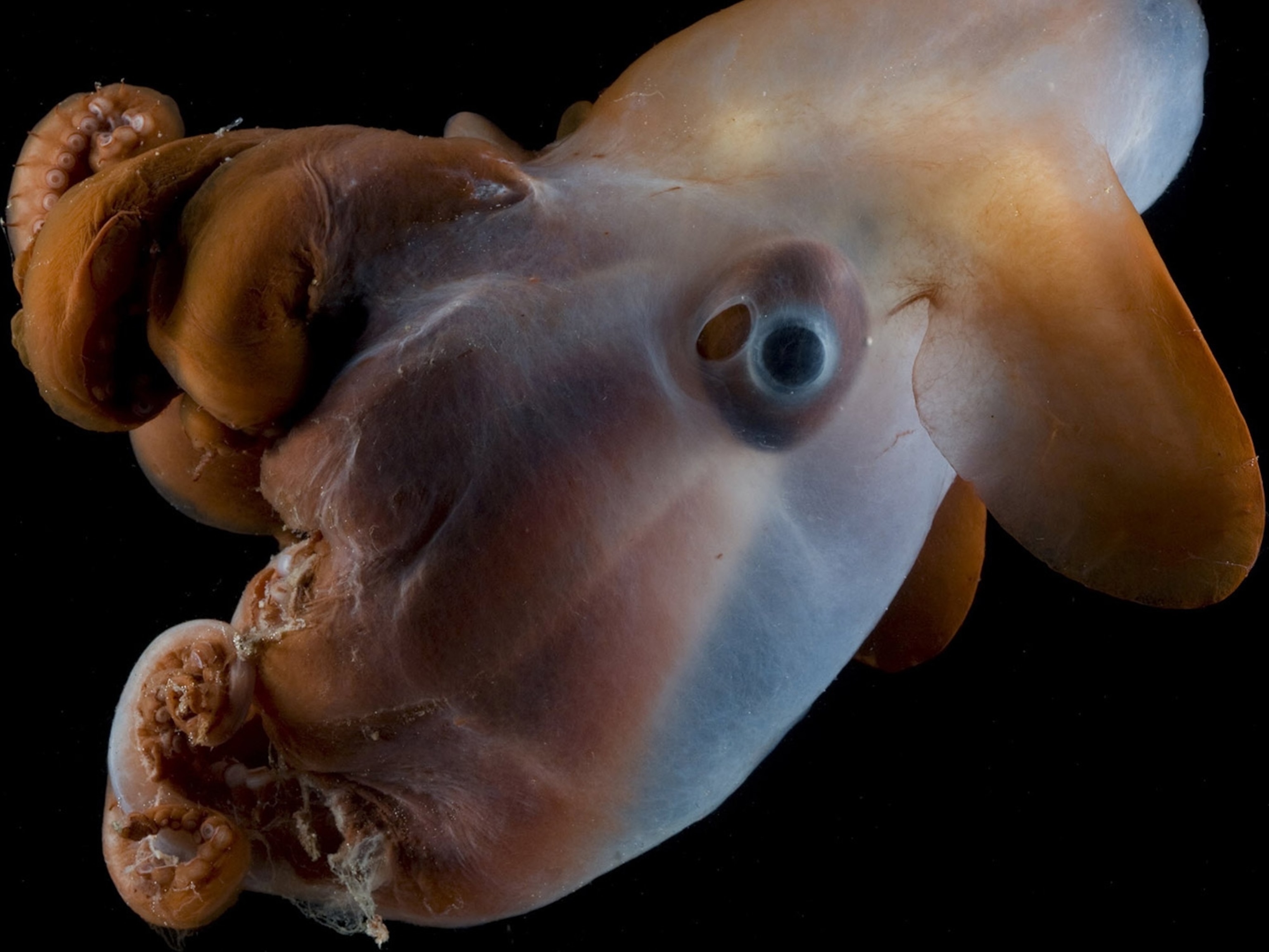 Dumbo Octopus Facts