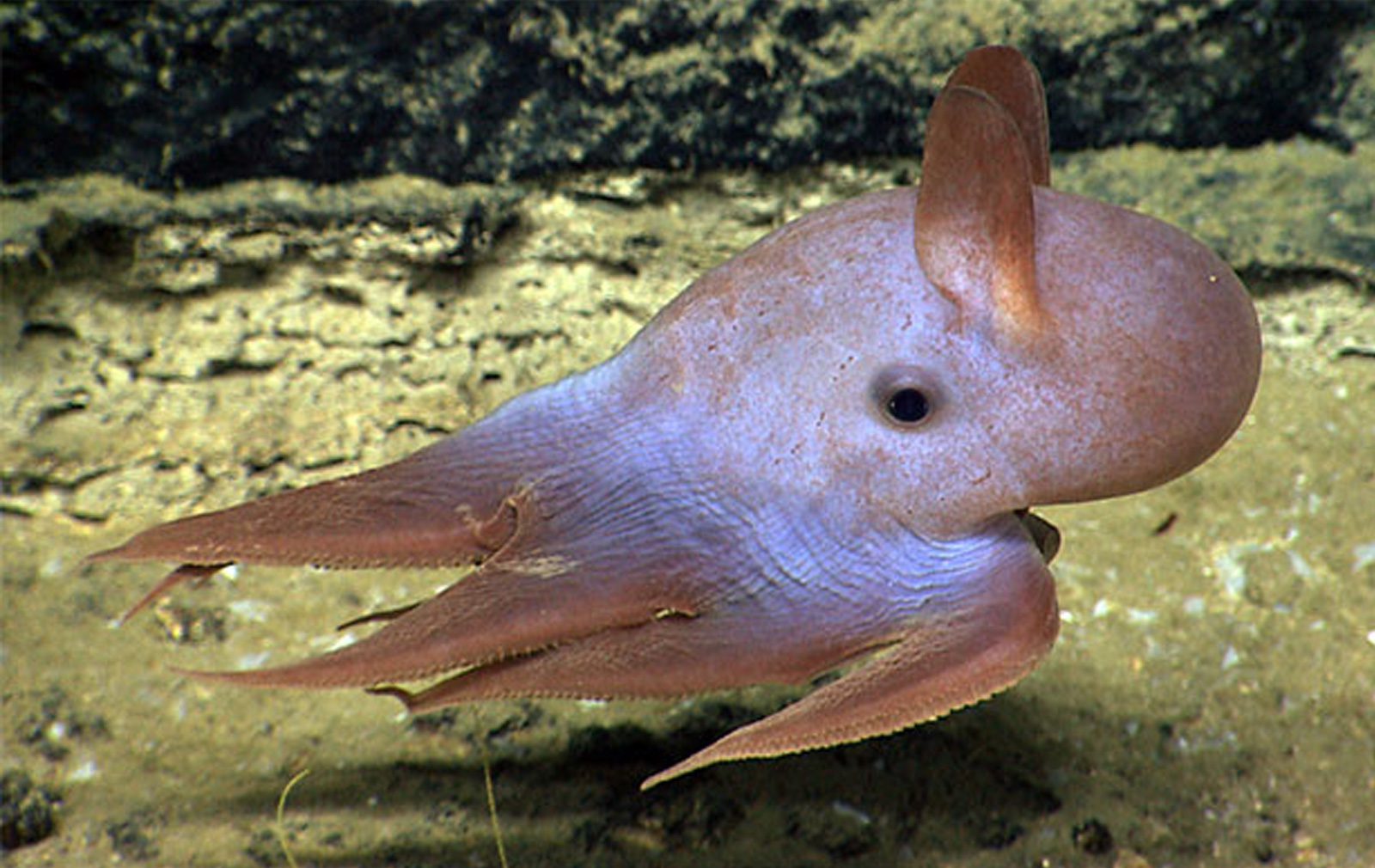 Dumbo Octopus– Facts, Size, Habitat