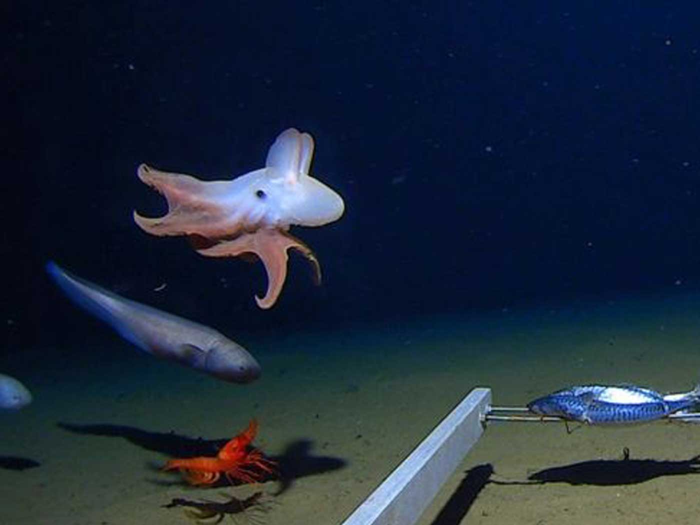 Dumbo Octopus, God's Wonder in