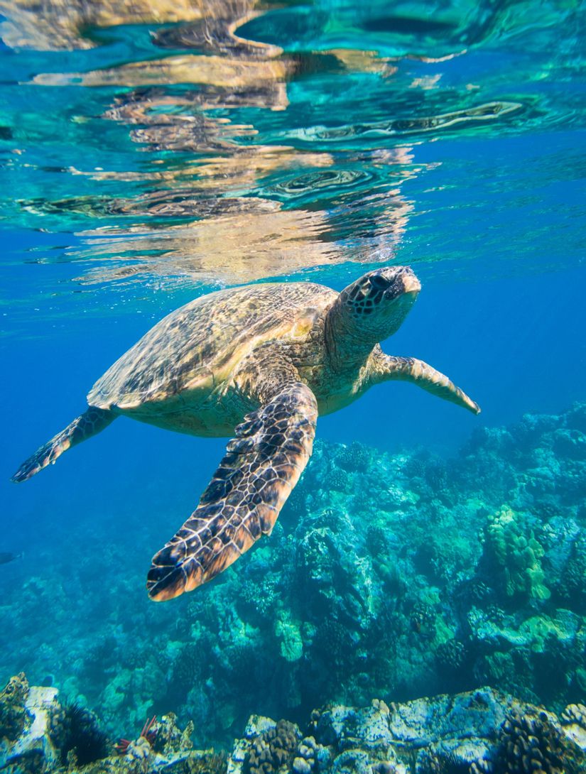 Ocean Turtles Wallpapers - Wallpaper Cave