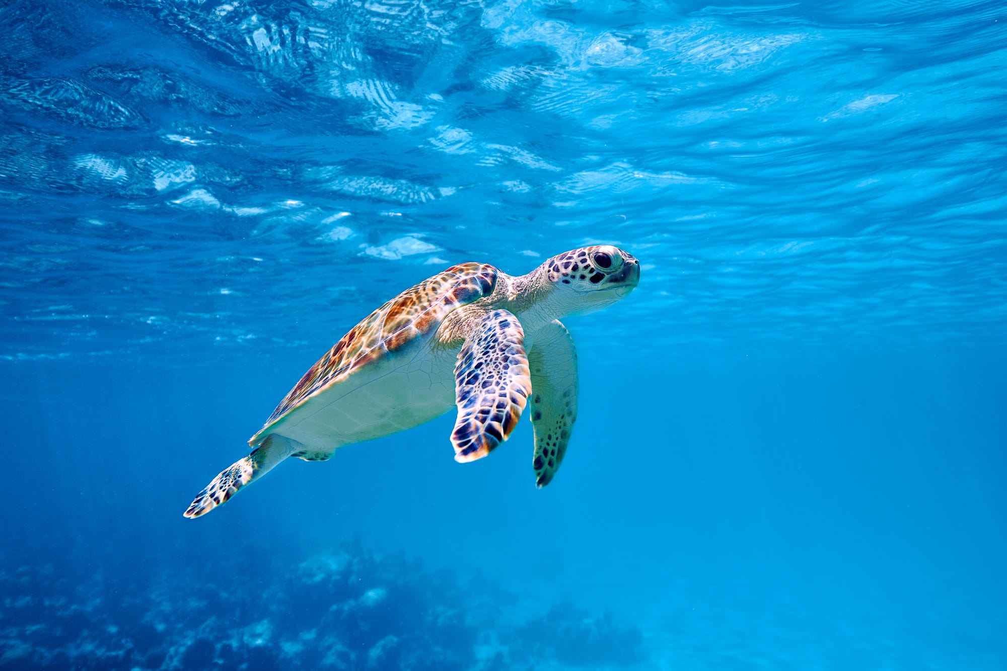 Sea Turtle Laptop Wallpapers Wallpaper Cave