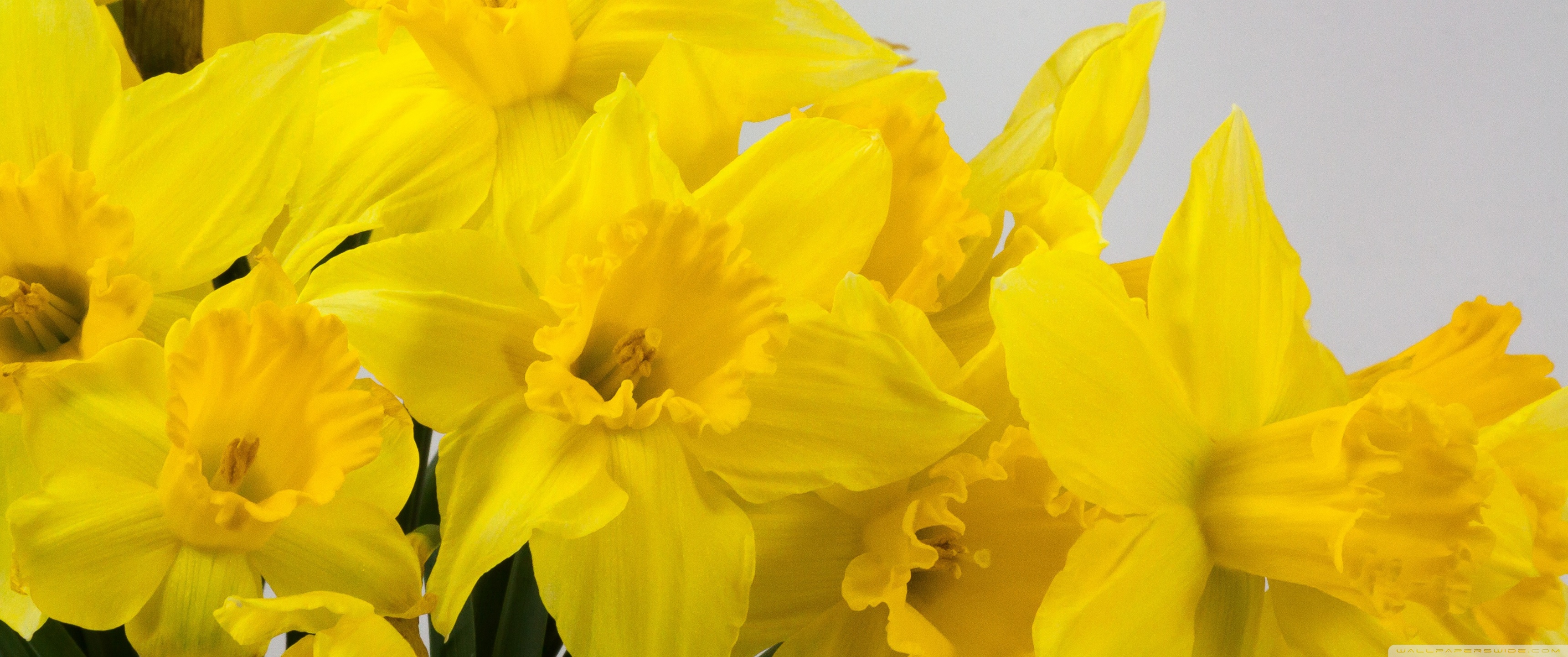 Beautiful Yellow Daffodils Flowers
