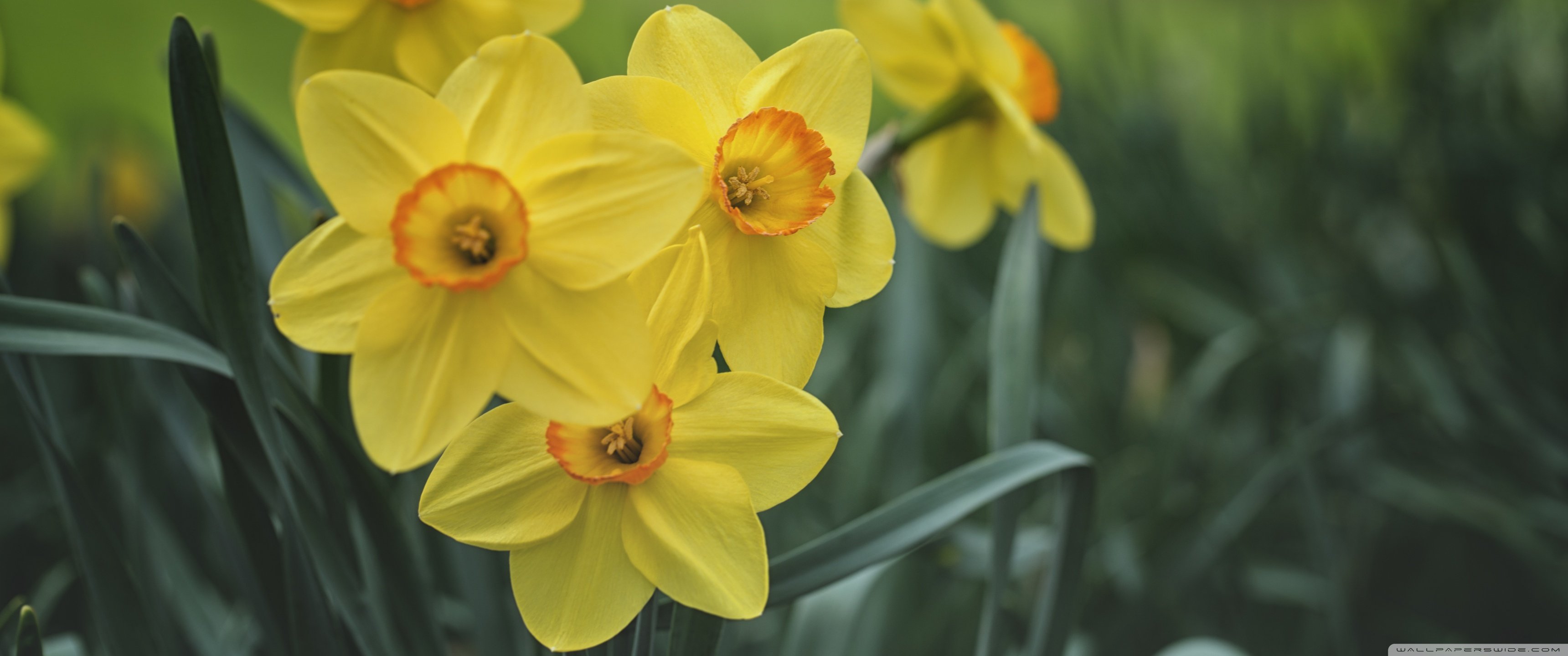 Yellow Spring 3440x1440 Wallpapers - Wallpaper Cave