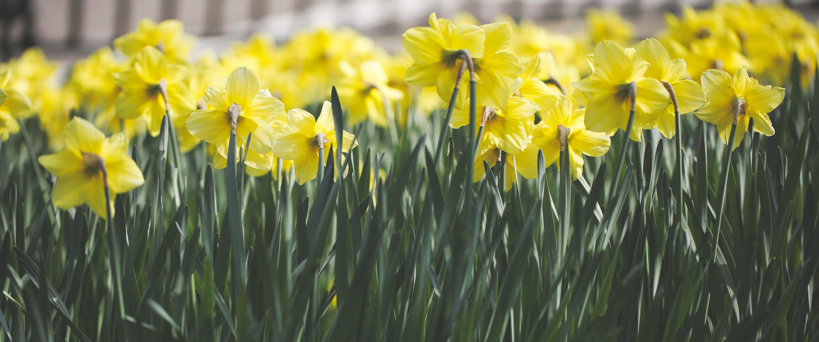 Yellow Spring 3440x1440 Wallpapers - Wallpaper Cave