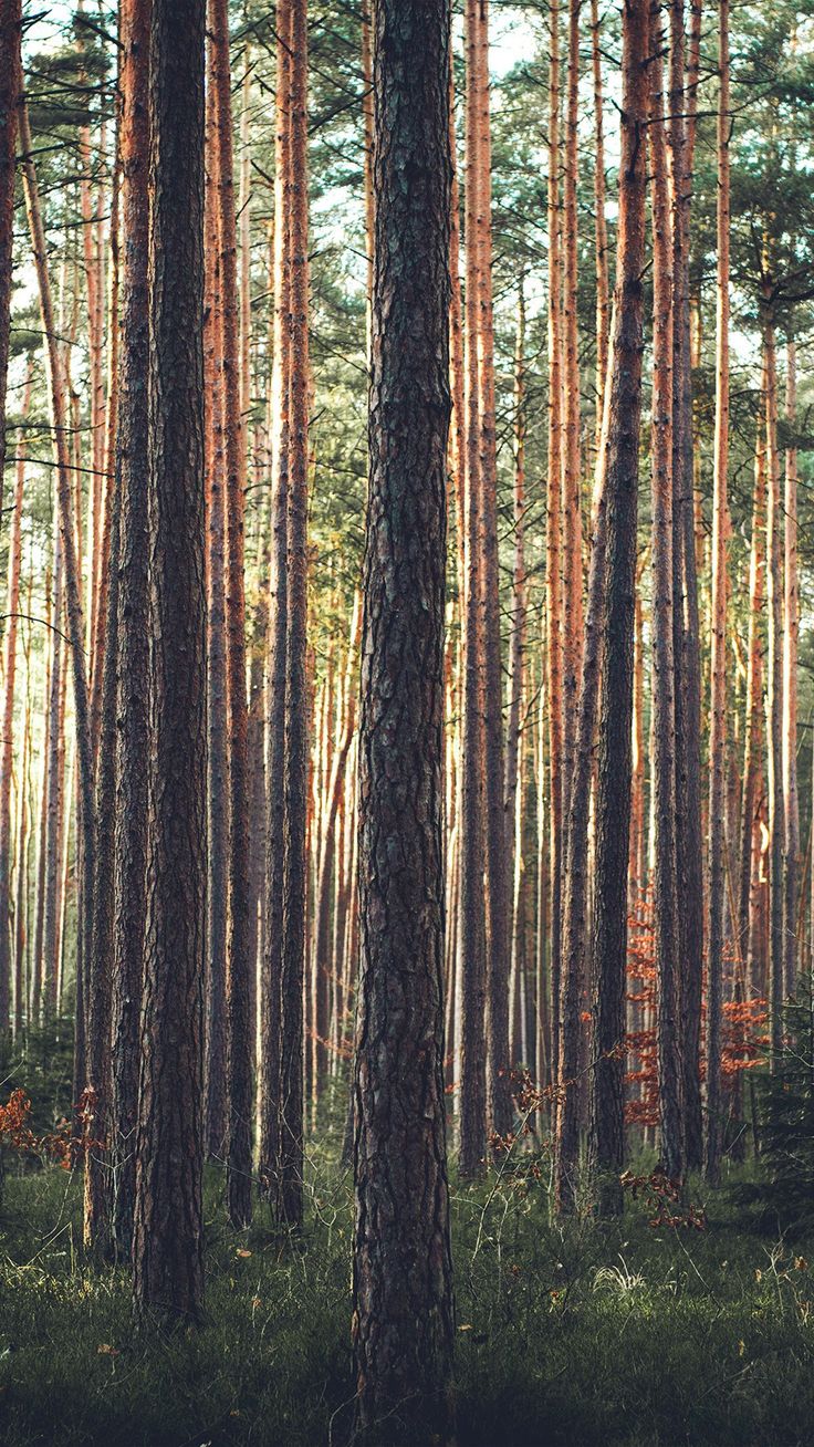 Tree wallpaper, Forest wallpaper, Tree