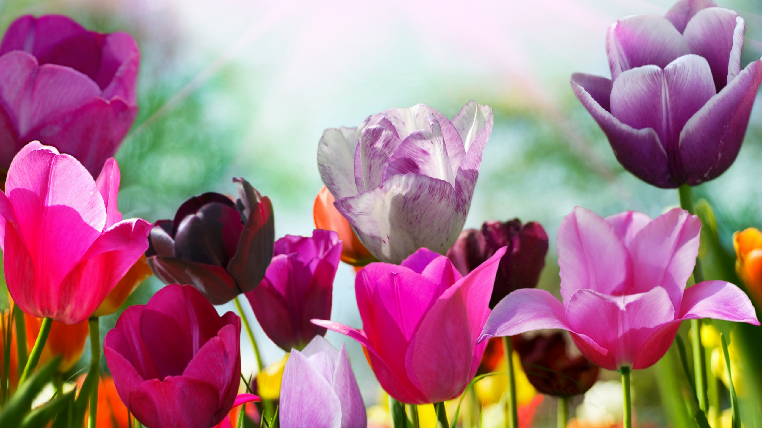 Wallpaper Tulips, 5k, 4k wallpaper