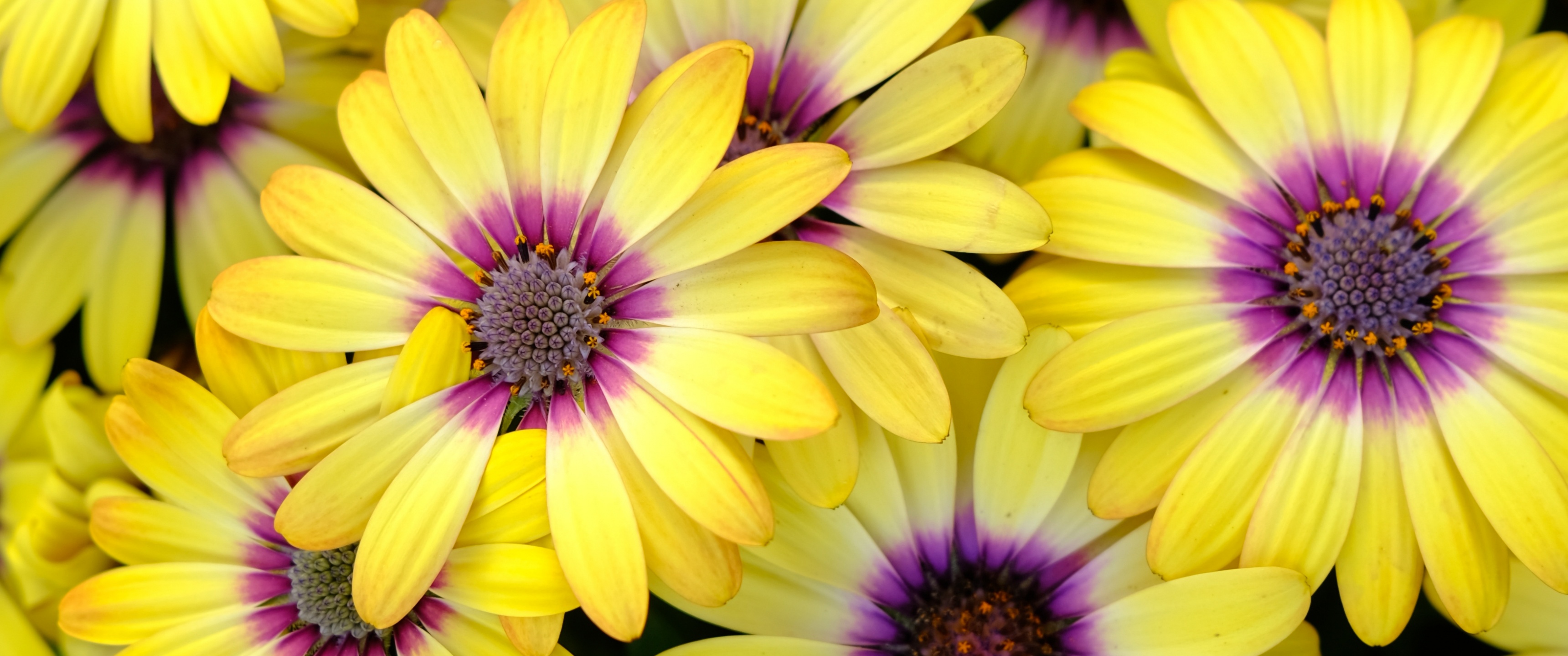 Yellow Daisies Wallpaper 4K, Blossom