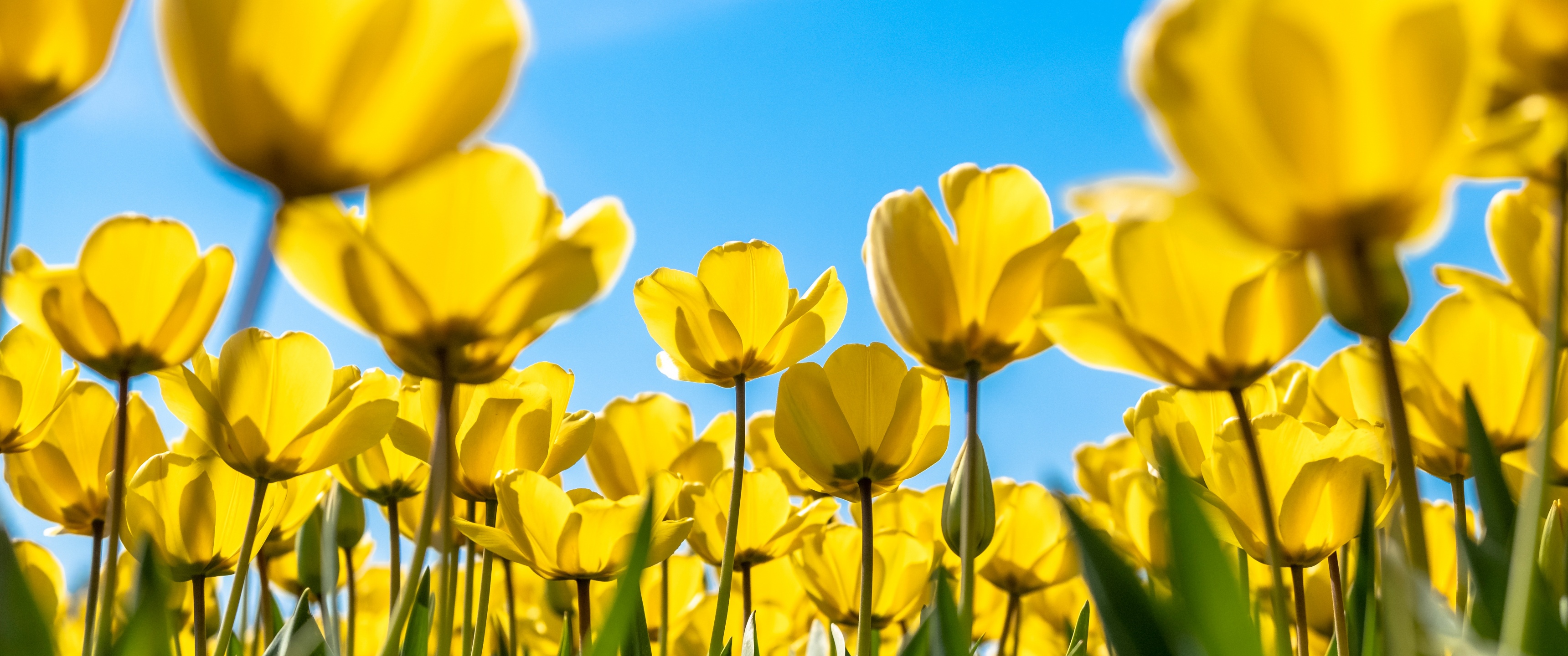 Tulips Wallpaper 4K, Yellow flowers