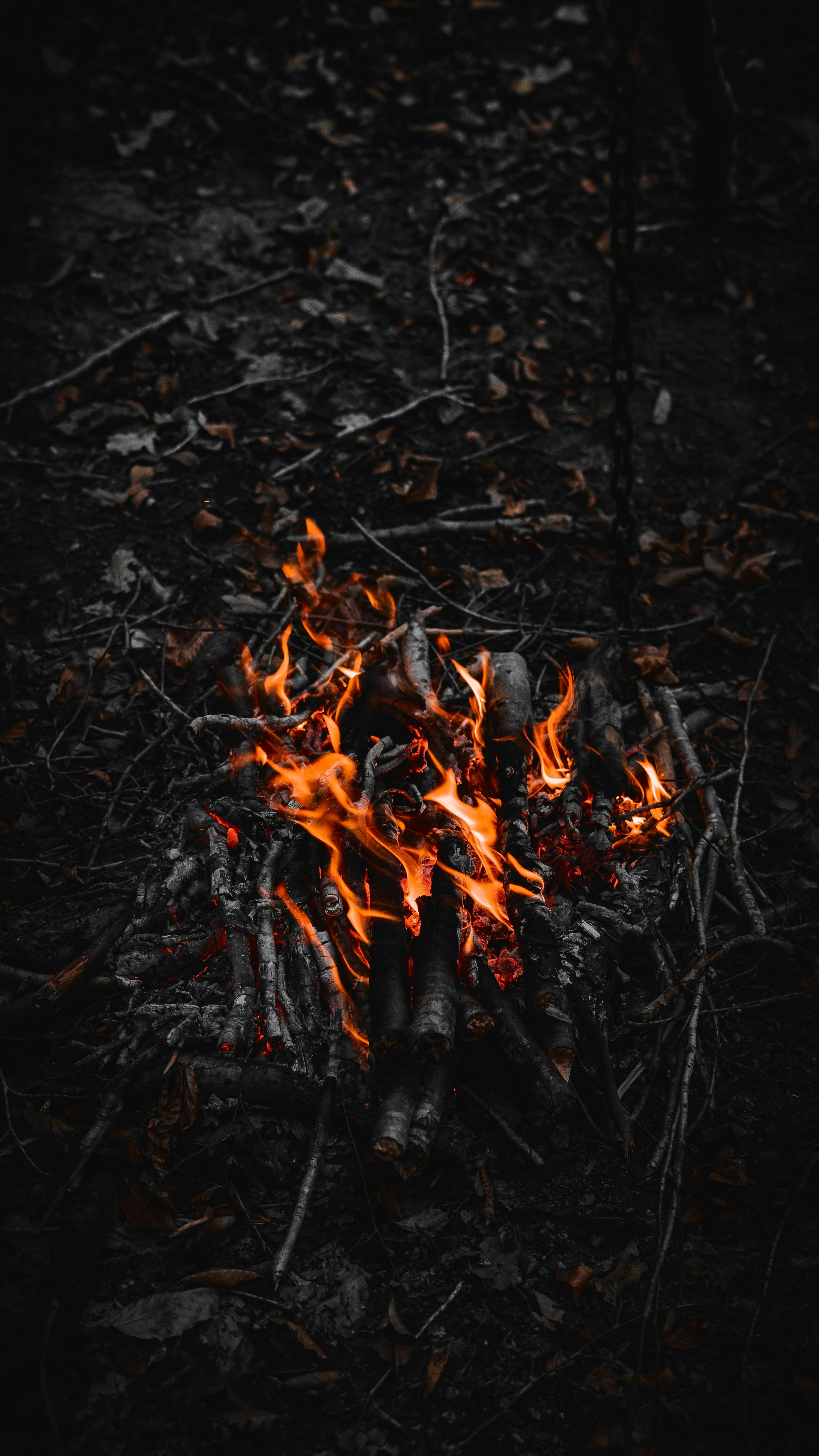 Campfire in Forest · Free