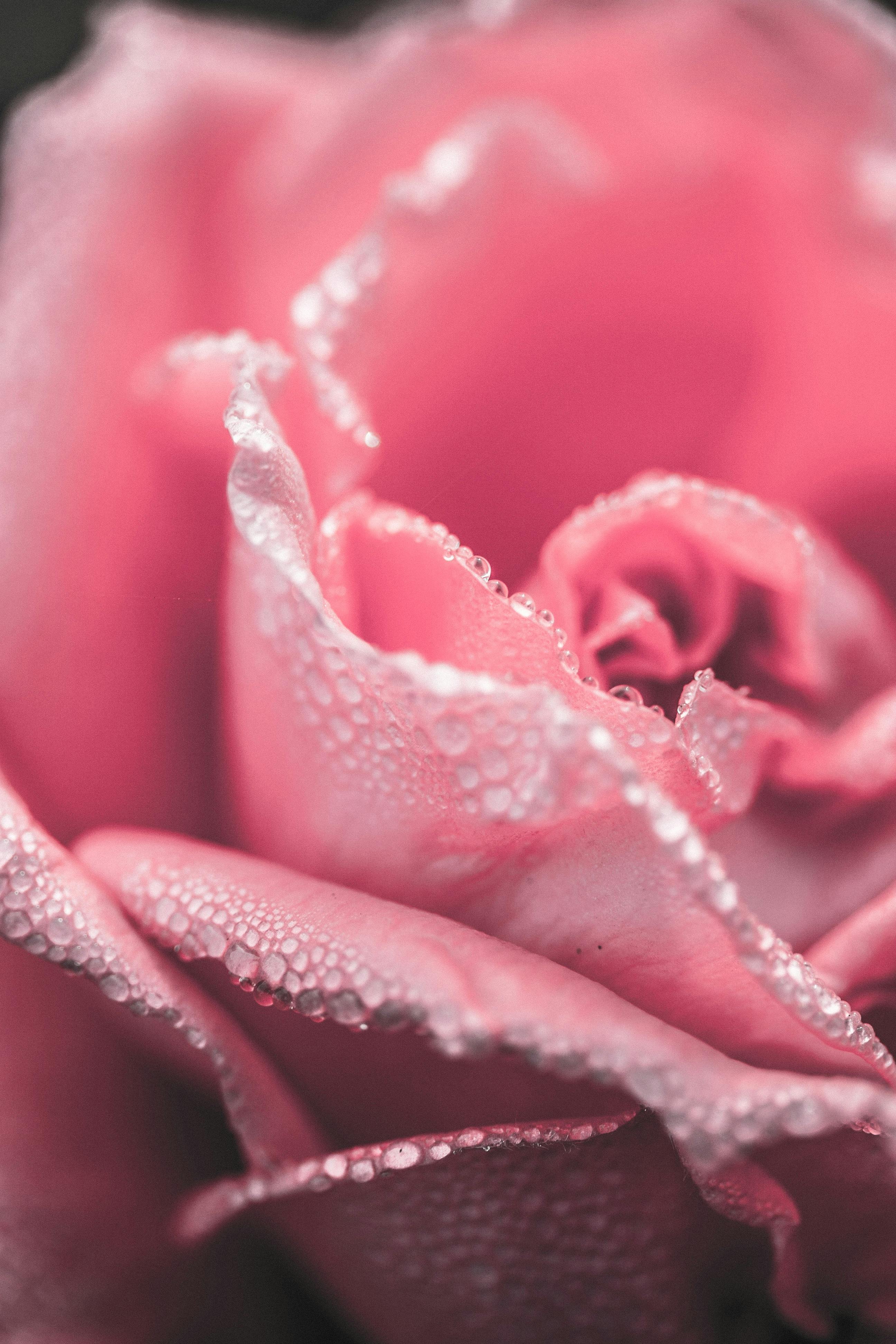 Pink Roses Photo, Download The BEST