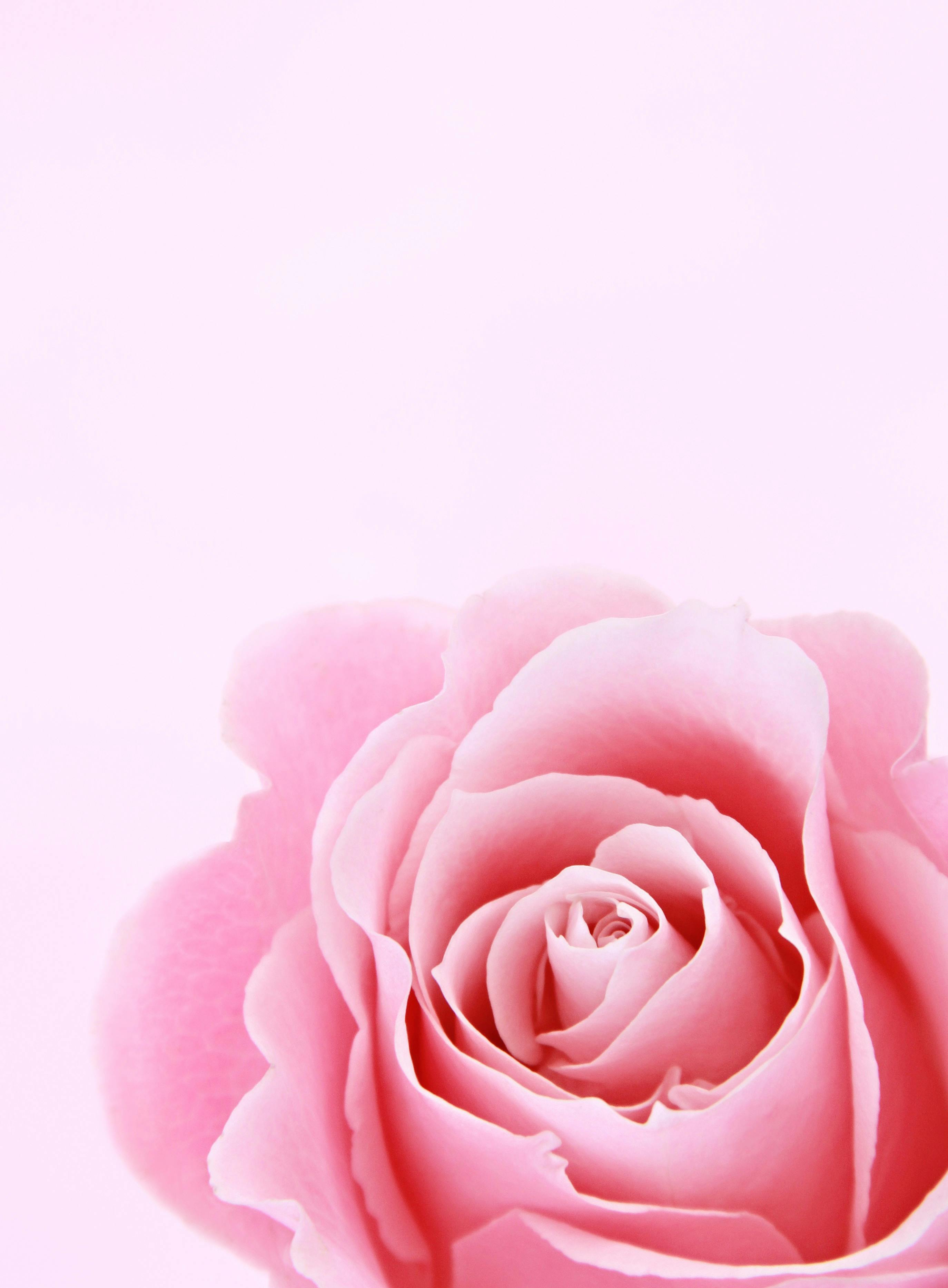 Pink Flower Photo, Download The BEST