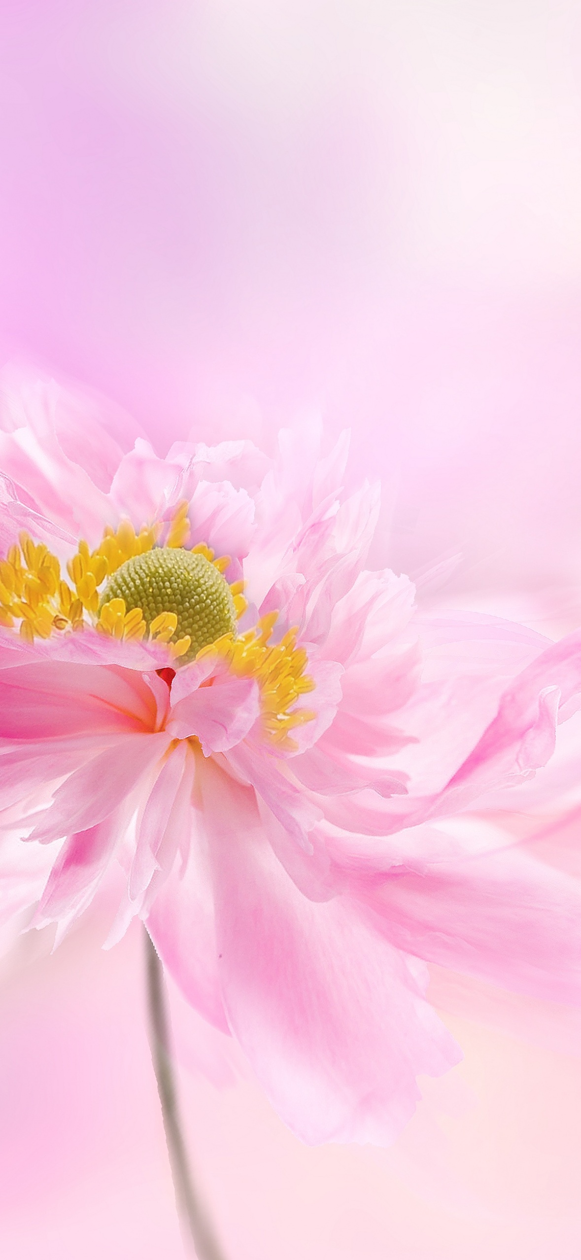 Pink flower Wallpaper 4K, Pink