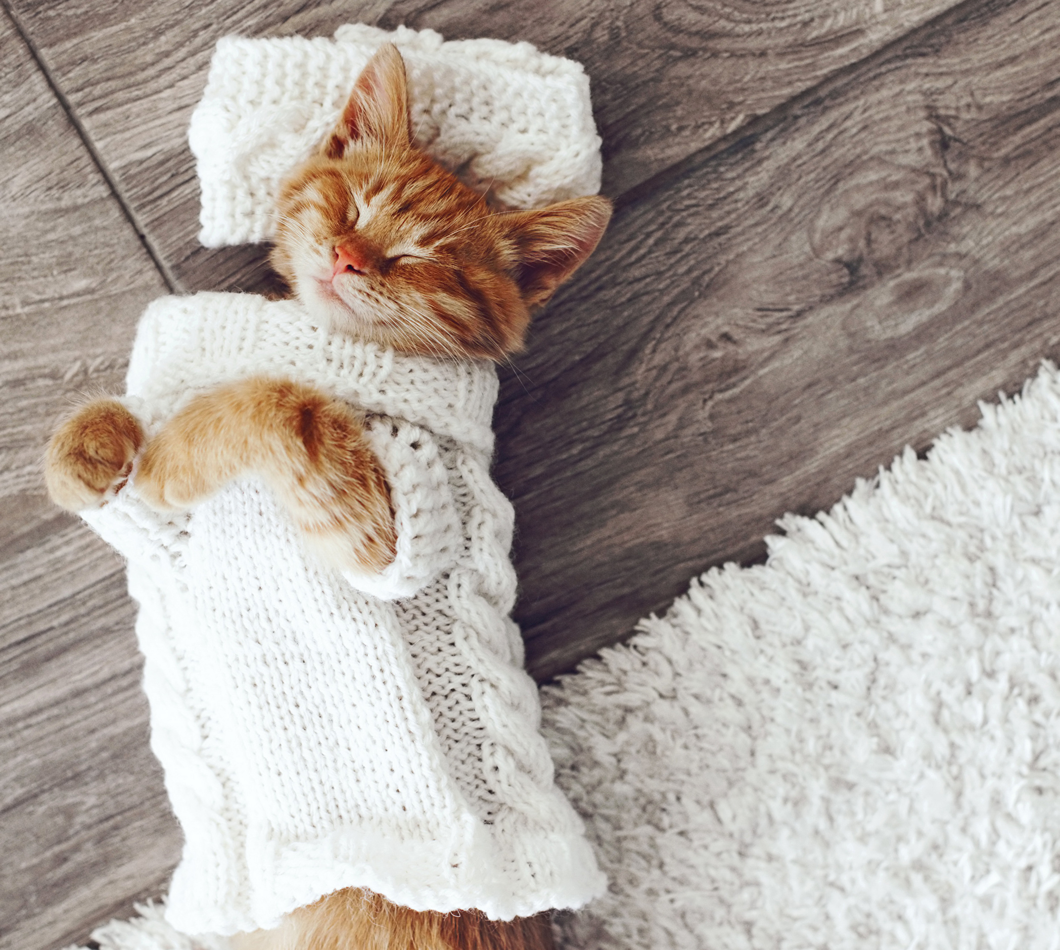 Desktop Wallpaper animal Clothing Cats