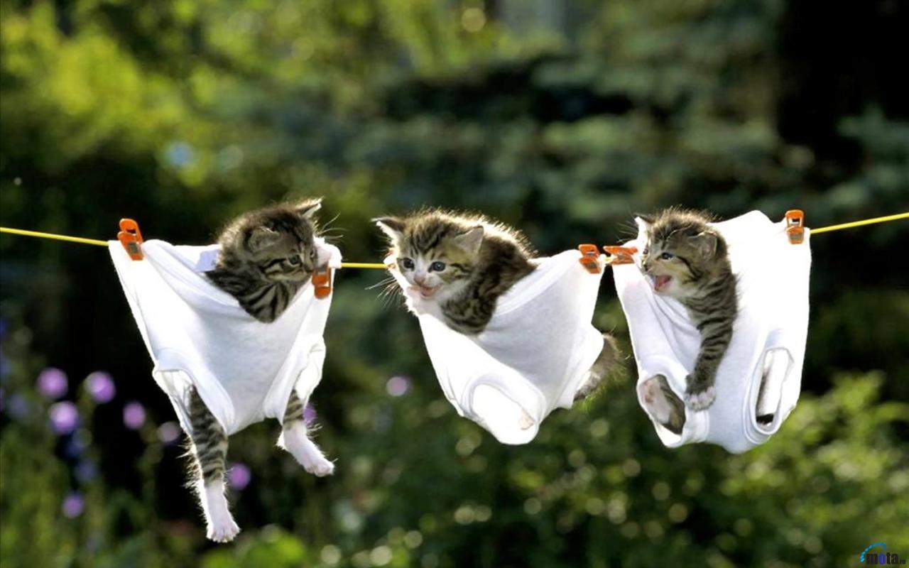 PsBattle: Kittens in underpants on a