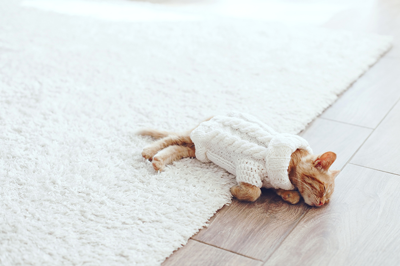 Photos animal Clothing cat Kittens