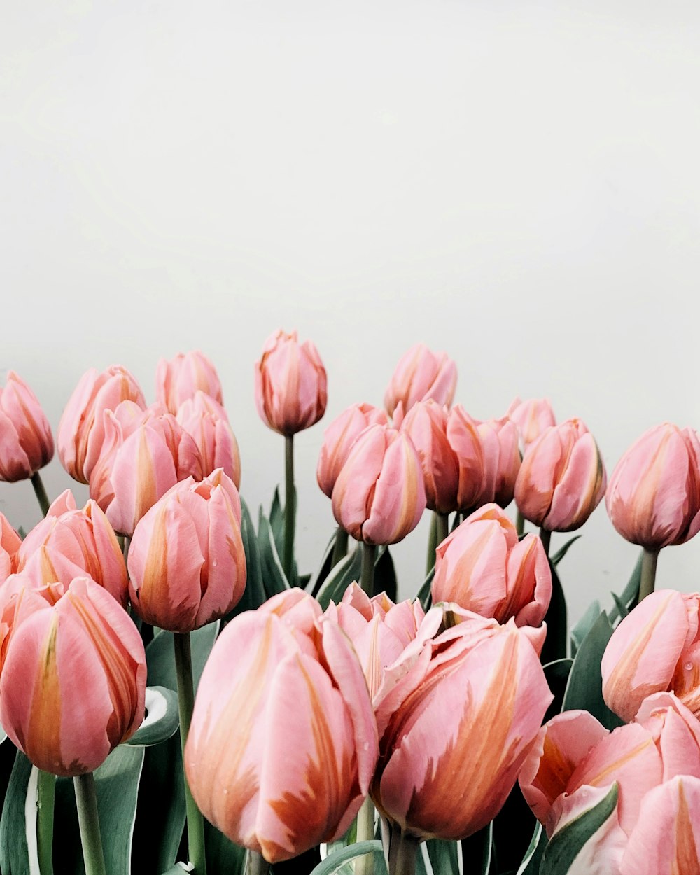 Pink Tulips Picture. Download Free