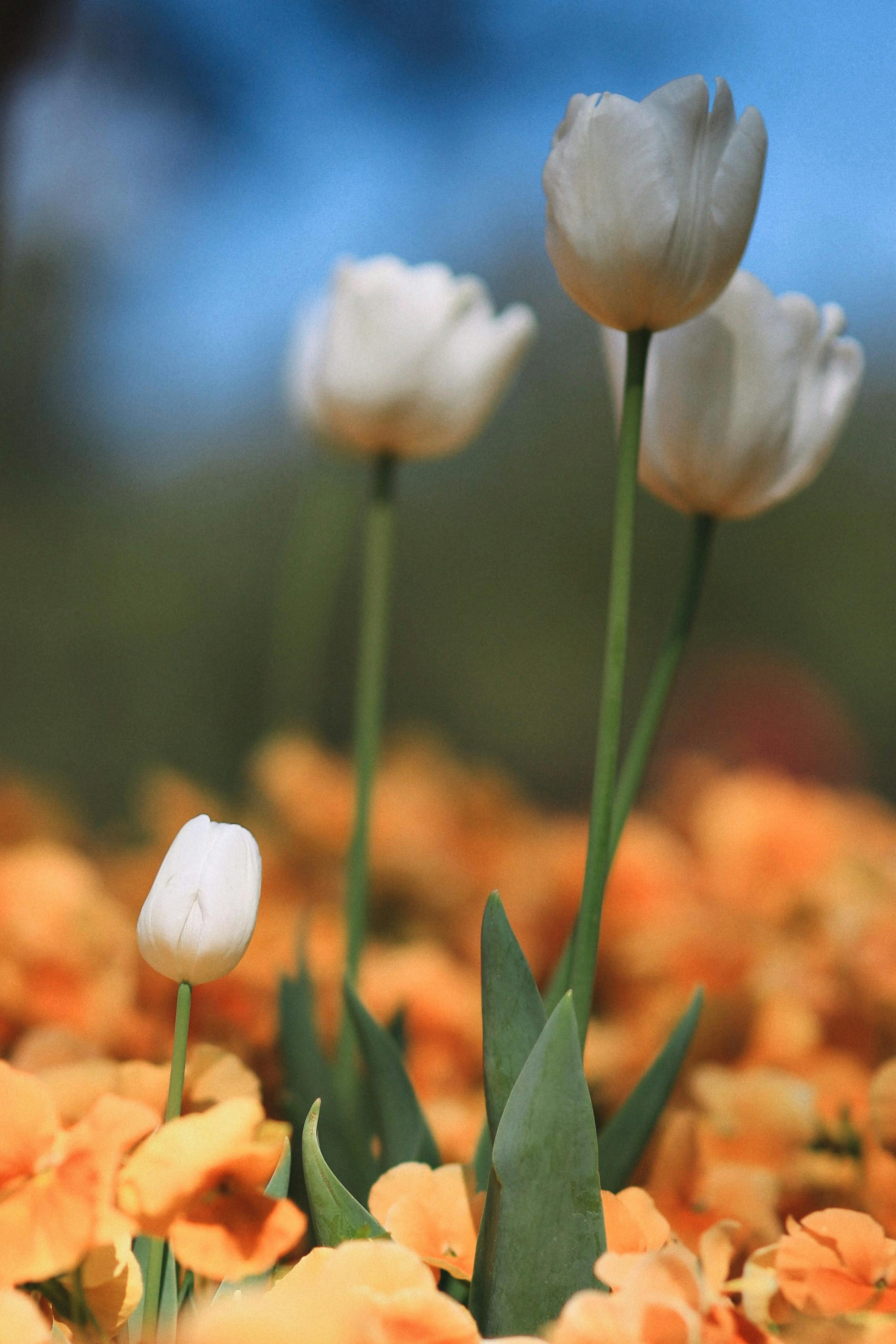 Beautiful Tulips in Garden · Free Stock