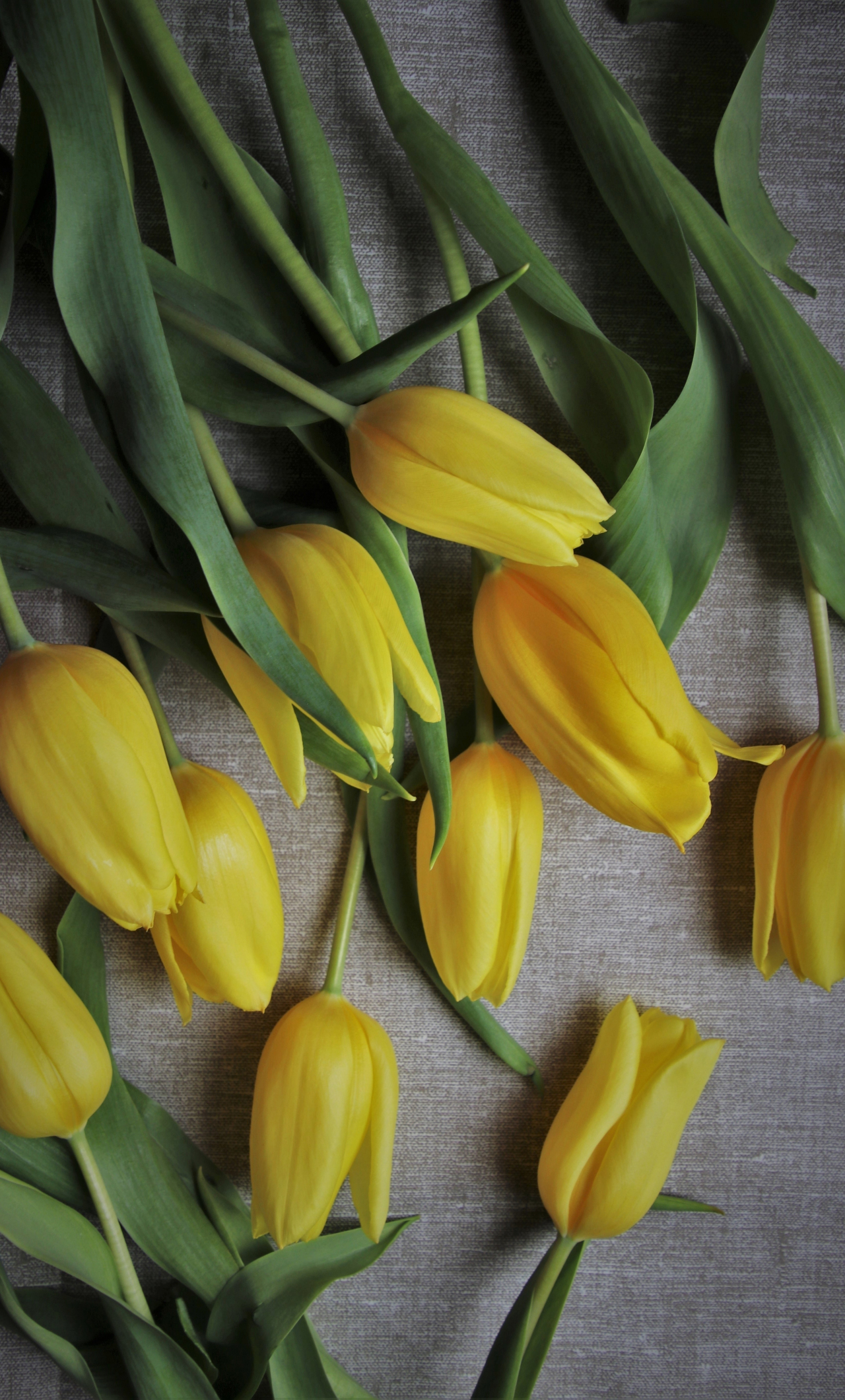 Download wallpaper 1280x2120 yellow