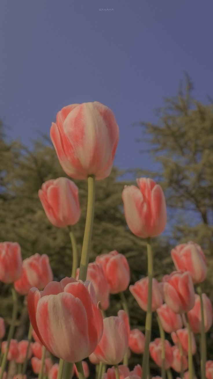 Wallpaper nature flowers, Flower phone