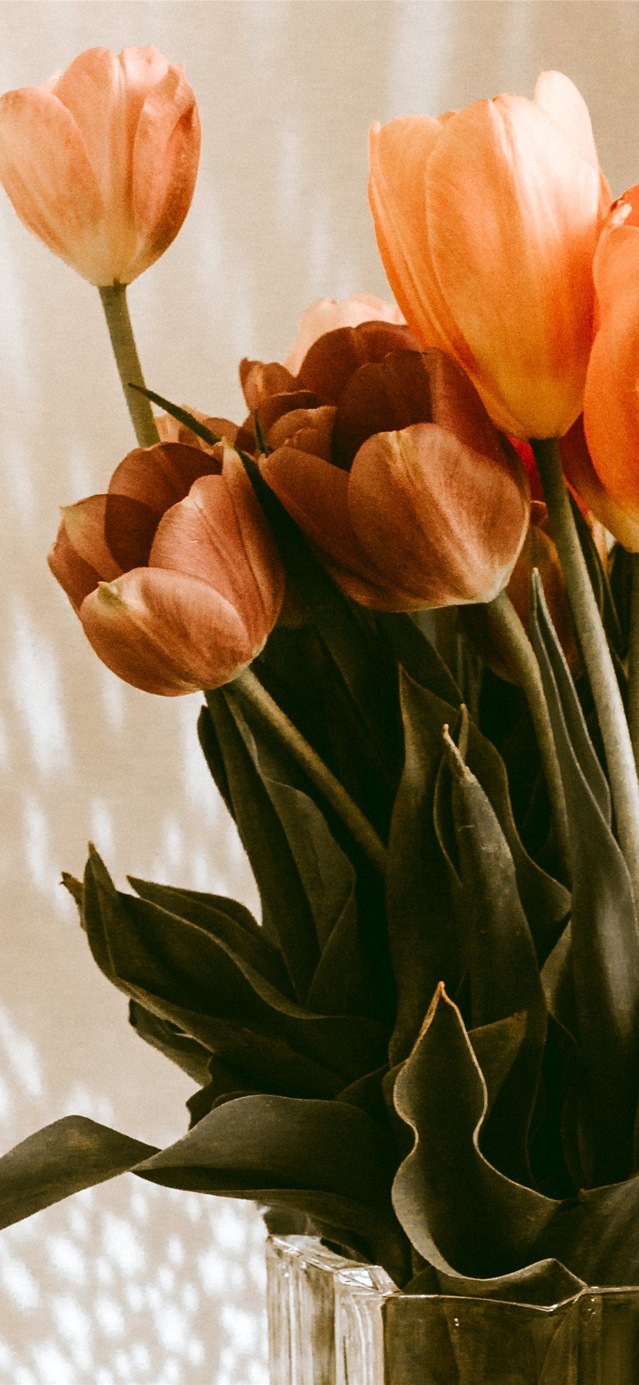orange tulips flowers in vase iPhone
