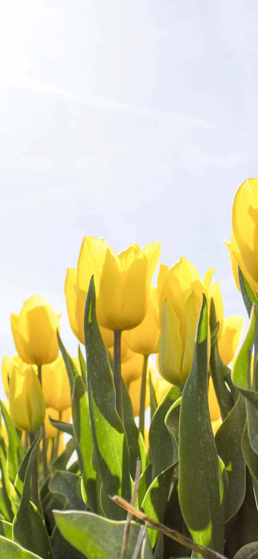 Spring iPhone Yellow Tulips Wallpaper