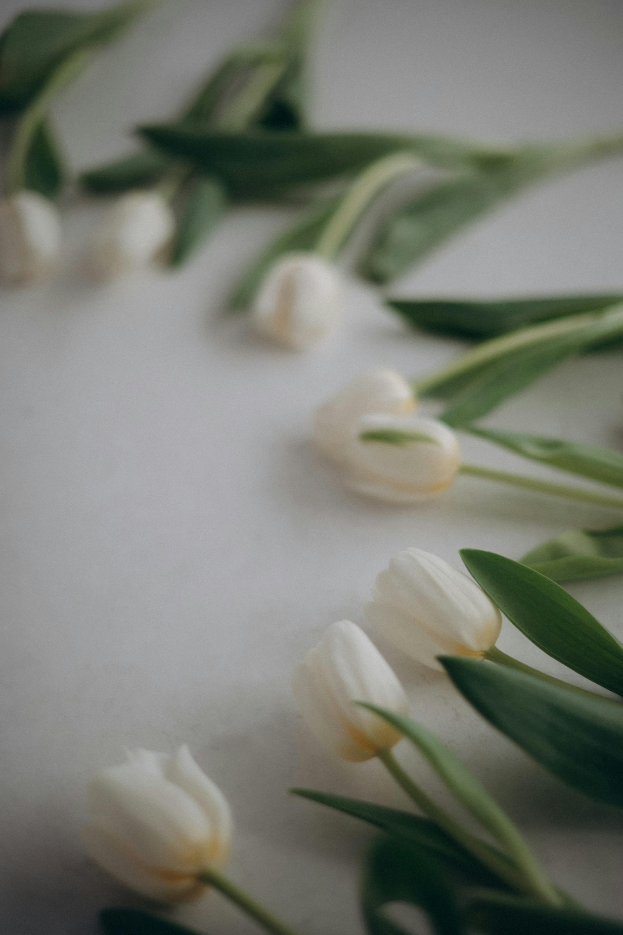 Close Up Of White Tulips · Free