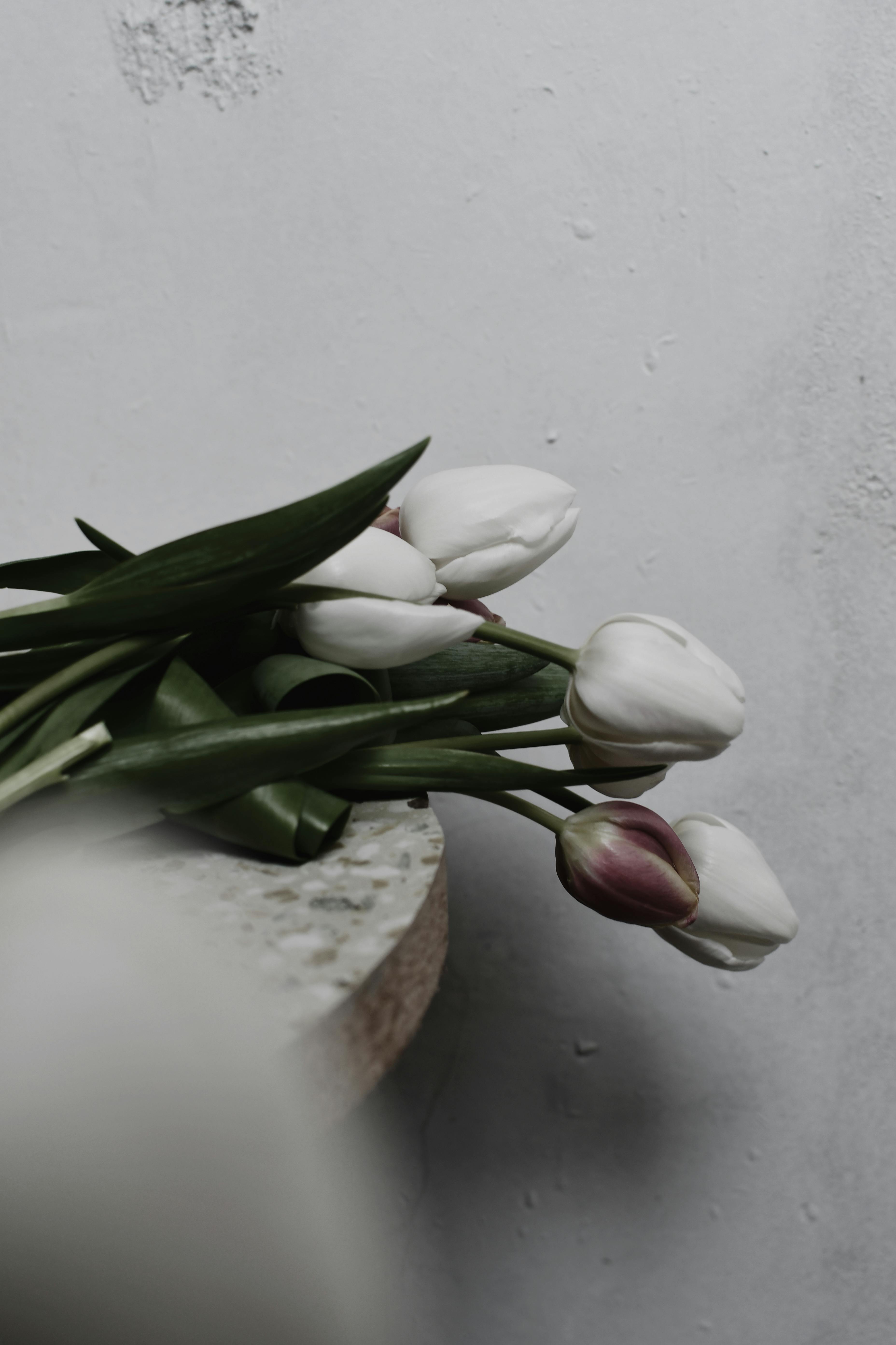Bouquet of White Tulips on the Edge