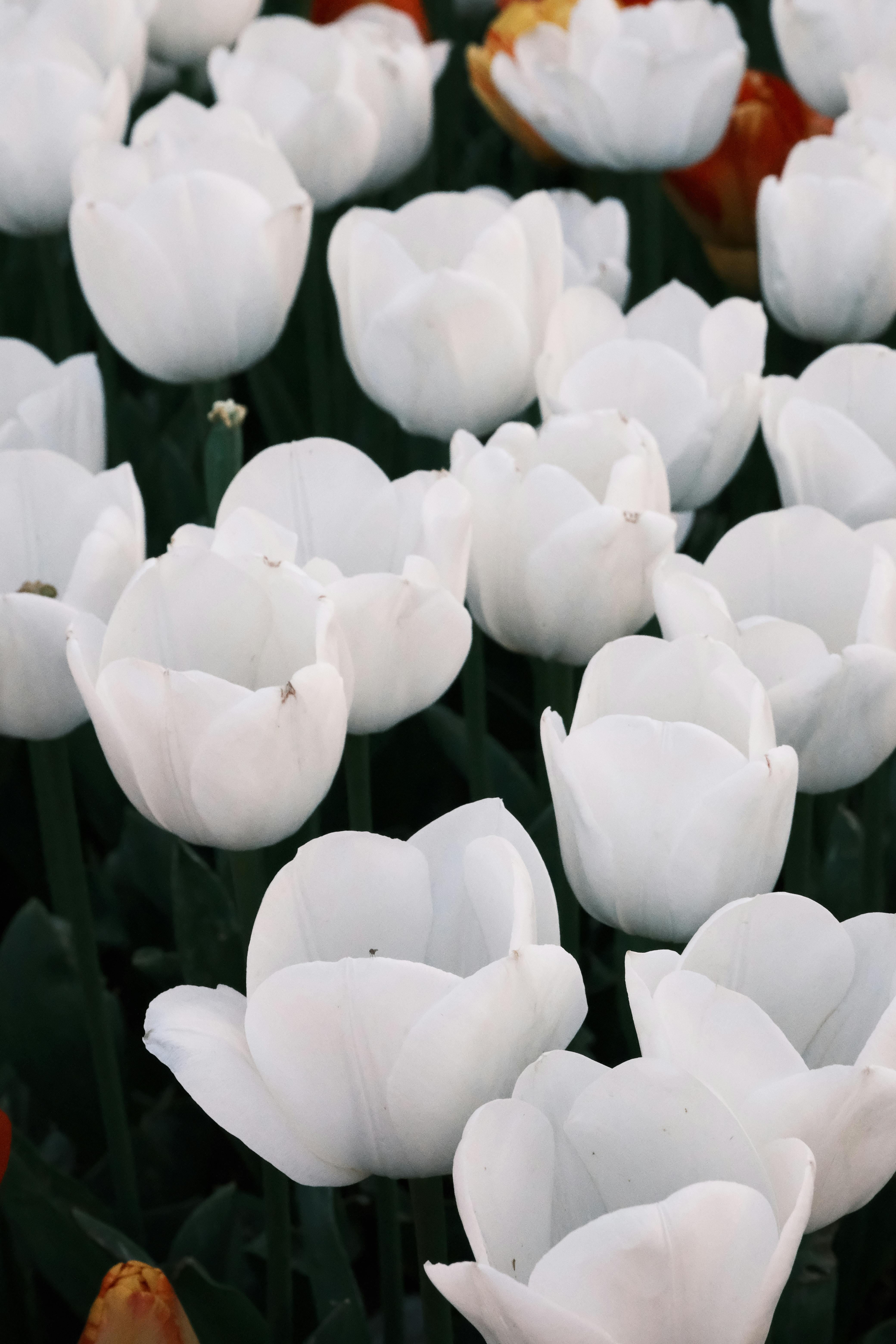 Close Up Of White Tulips In The Garden