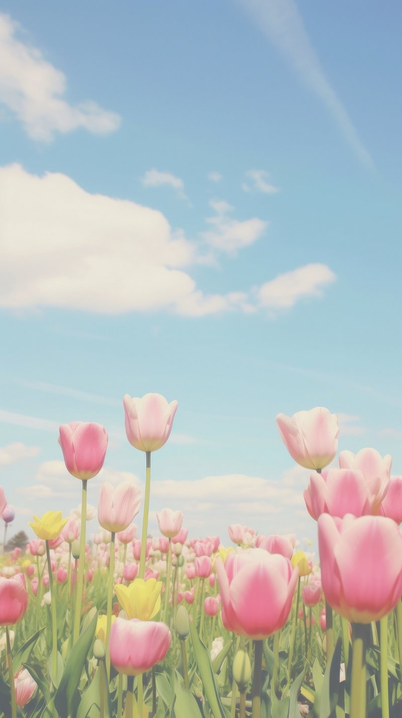 iPhone Wallpaper Tulips Image. Free