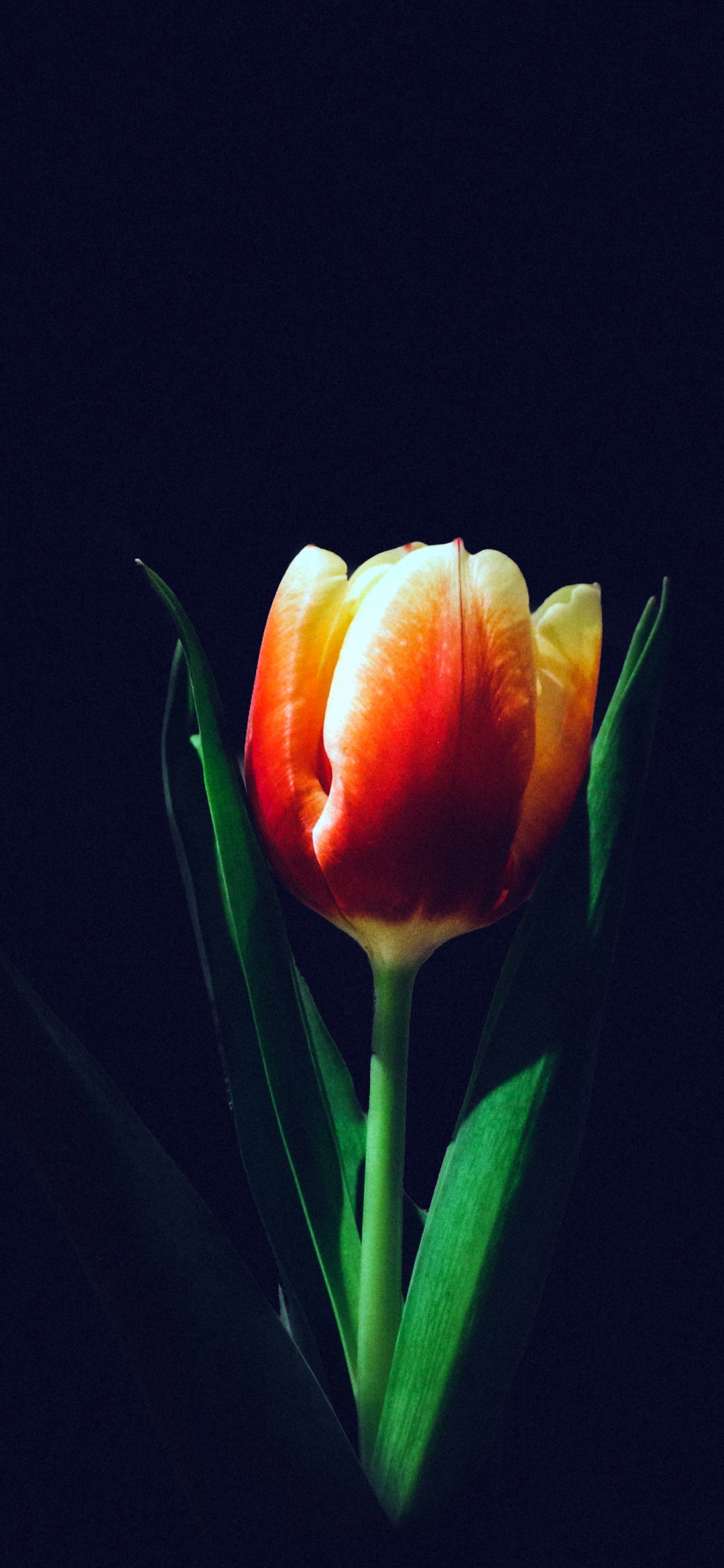 Tulip flower Wallpaper 4K, Orange