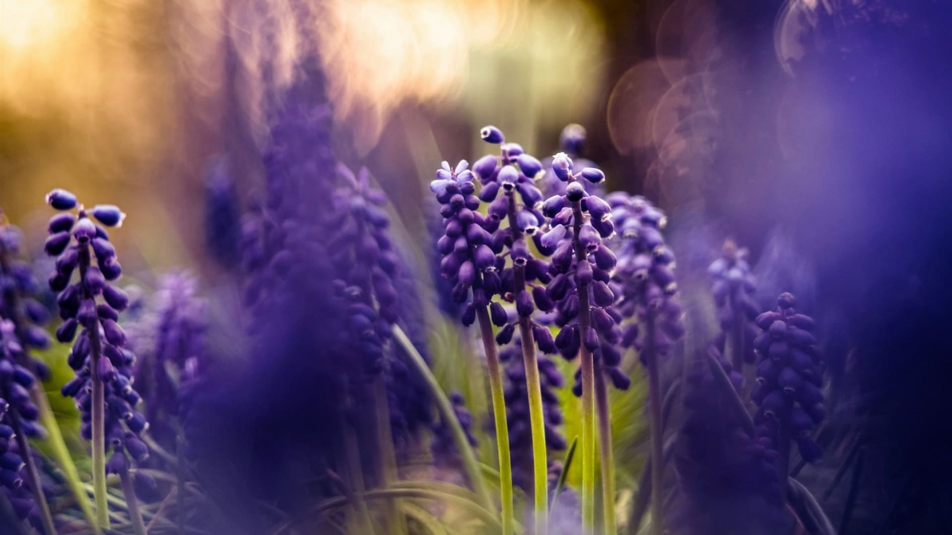 Spring Wallpaper For Desktop, PC