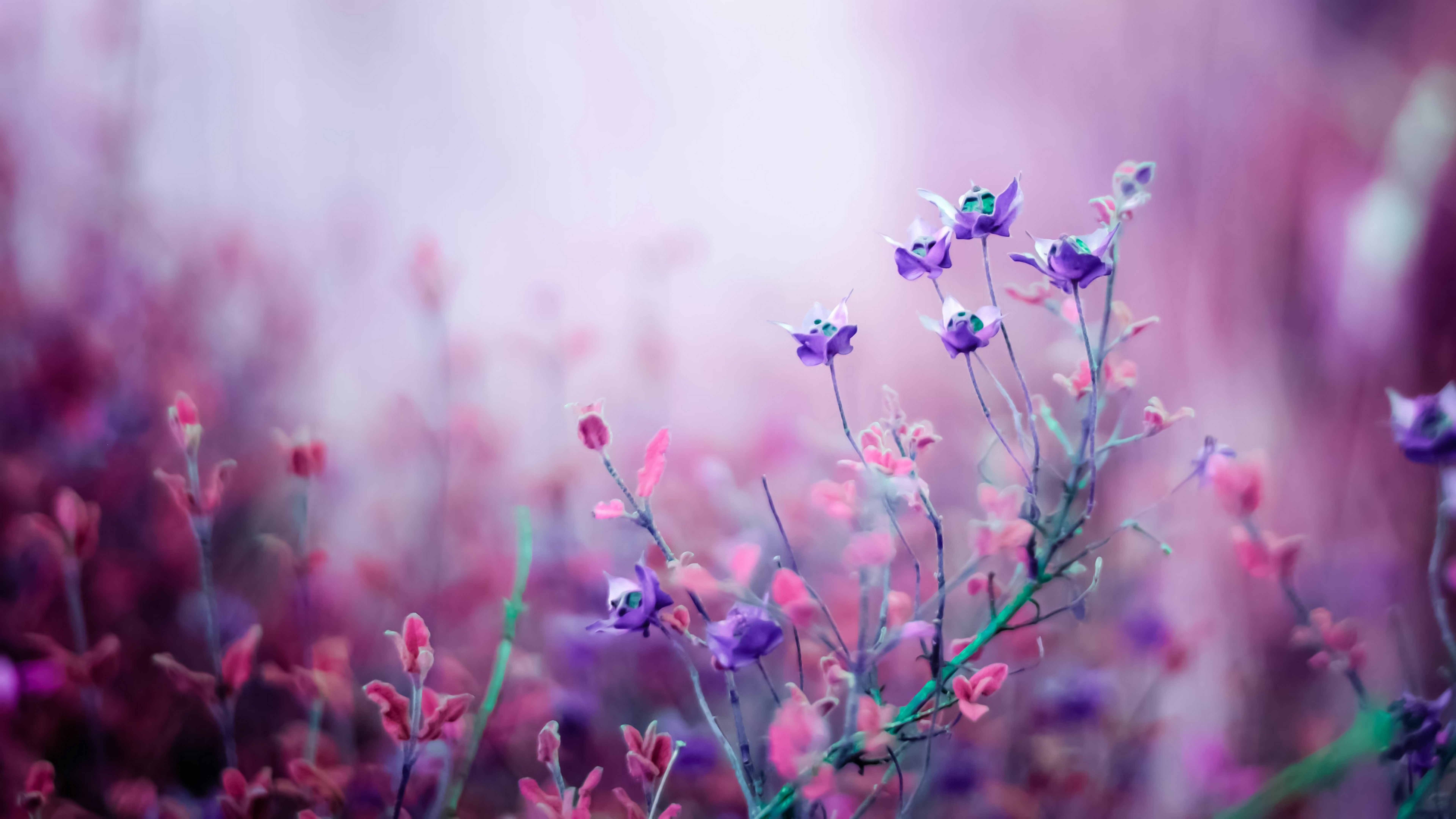 Purple Flower 4K Wallpaper