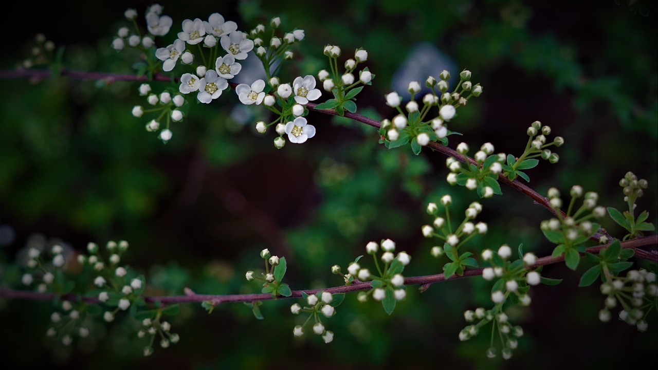 Spring Awakening 4 K Wallpaper