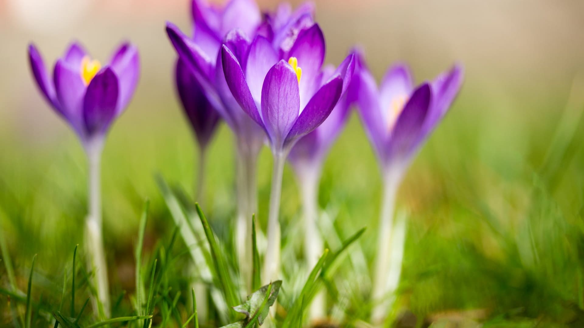 Spring Wallpaper For Desktop, PC