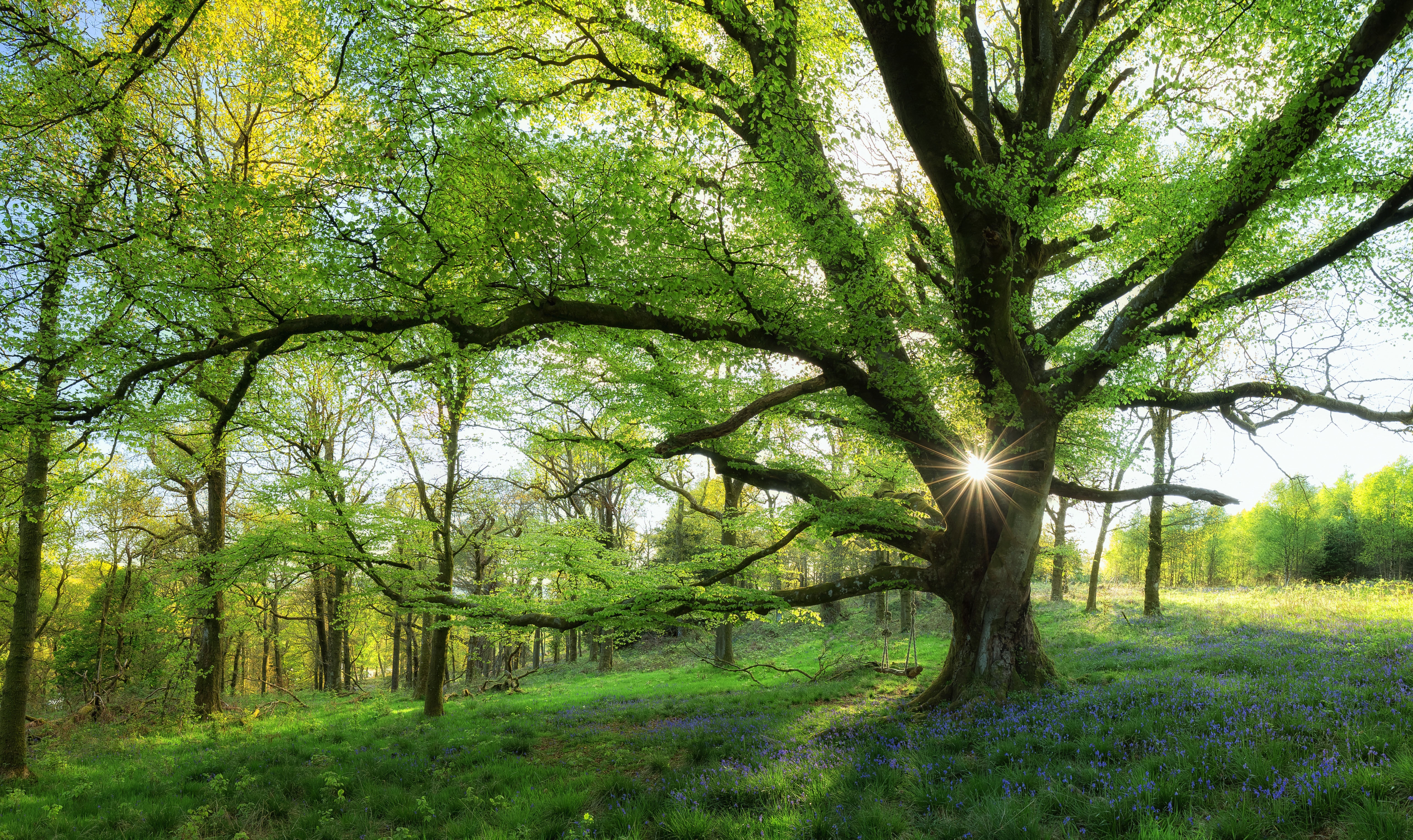Tree in Spring Forest