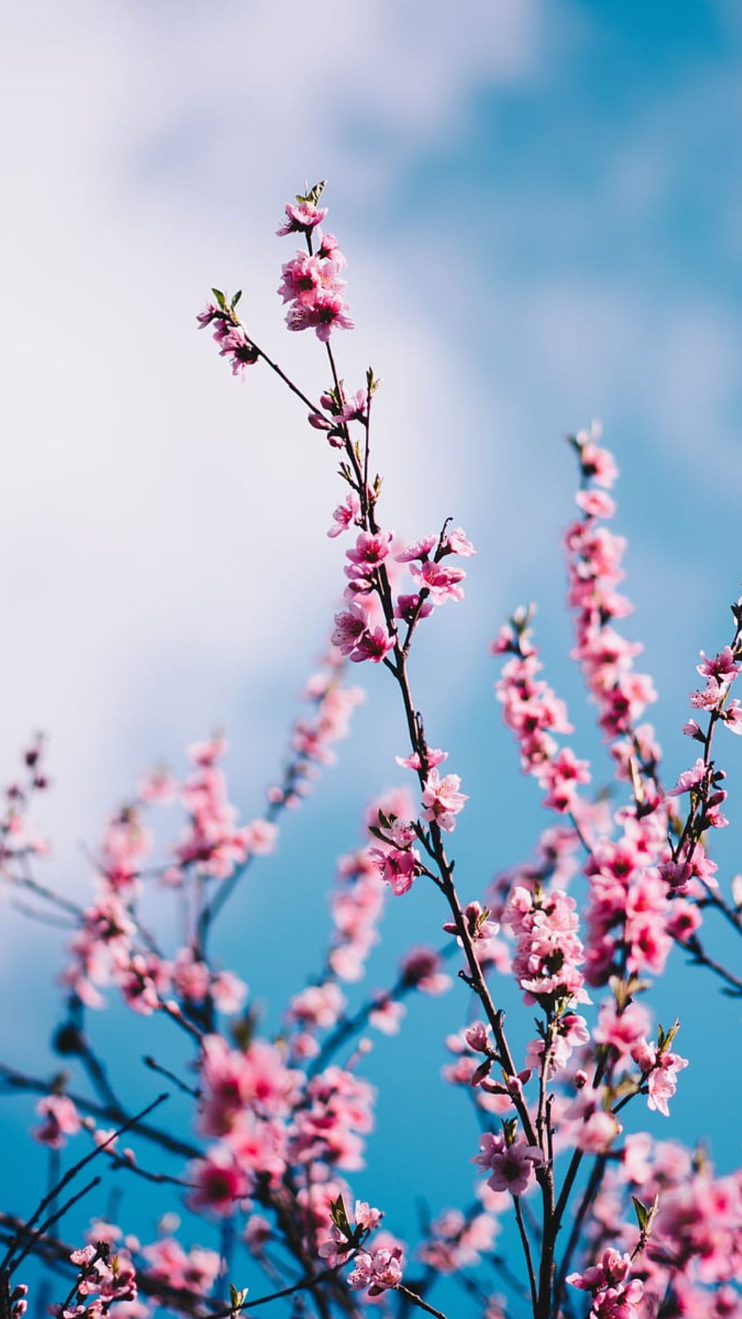 Sakura Flowers Wallpaper