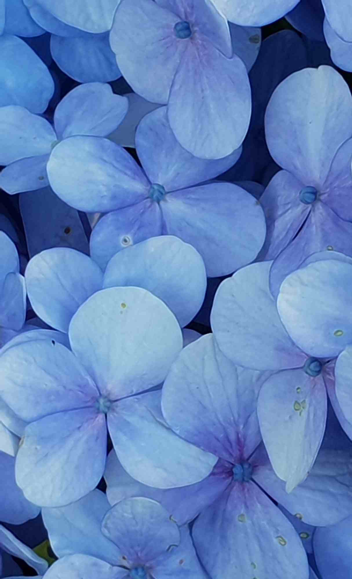 Spring Wallpaper for iPhone