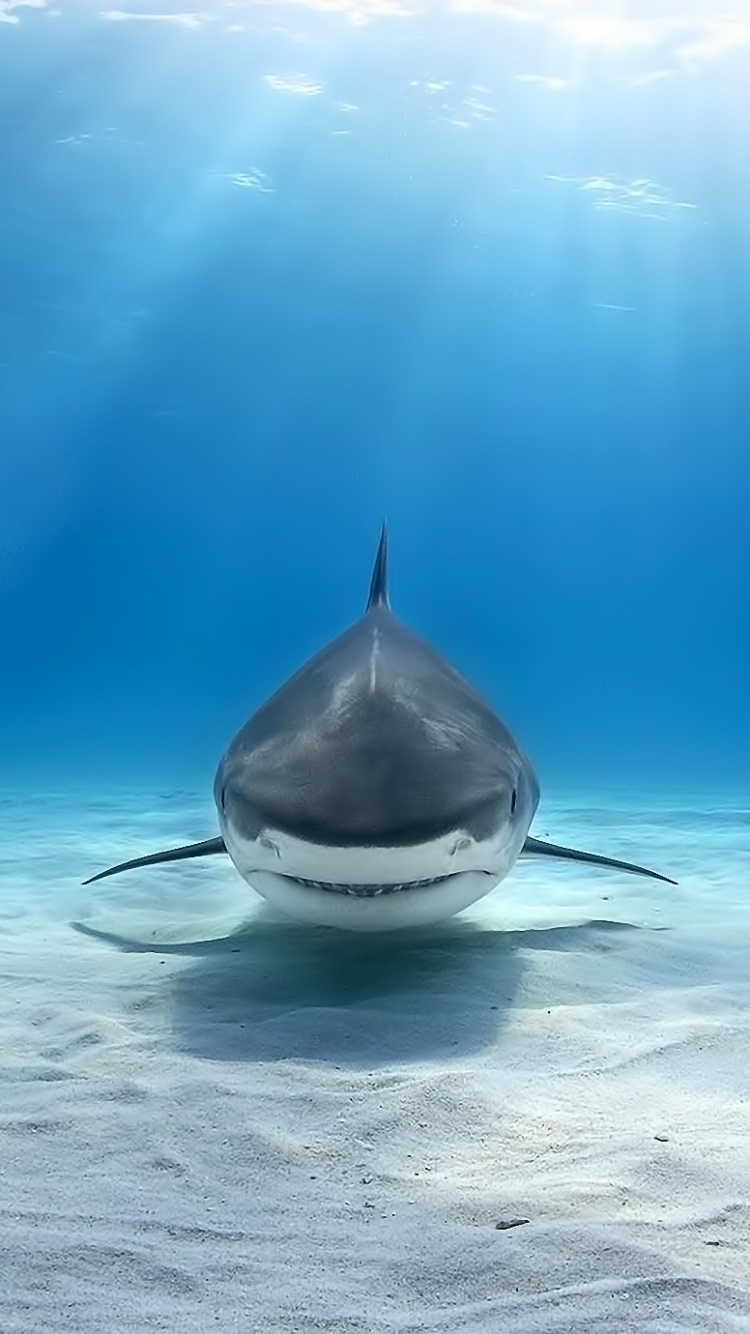Shark Phone Wallpaper
