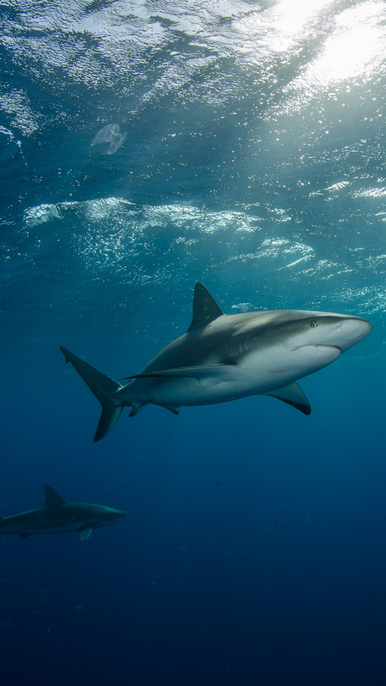 Shark Phone Wallpaper