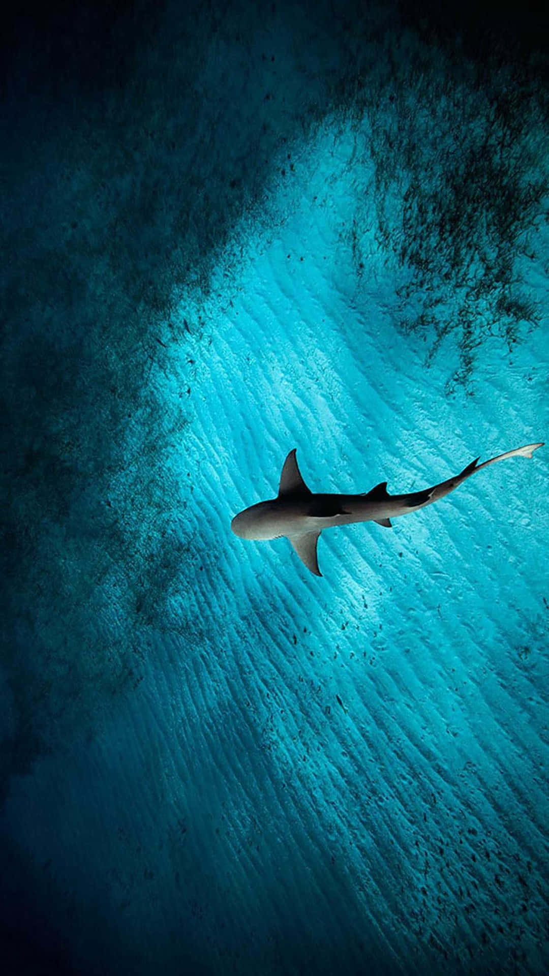 Shark Swimming In The Ocean Wallpaper