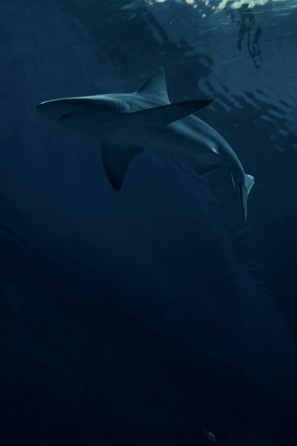 Shark Wallpaper: Free HD Download