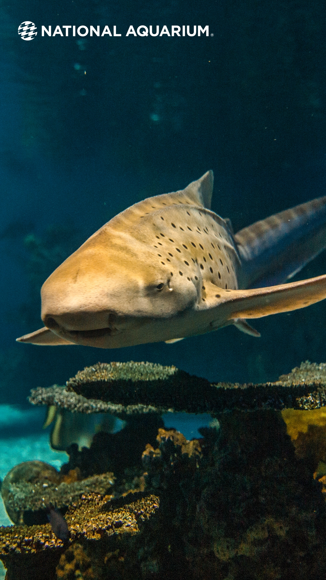 National Aquarium Wednesdays: Sharks!