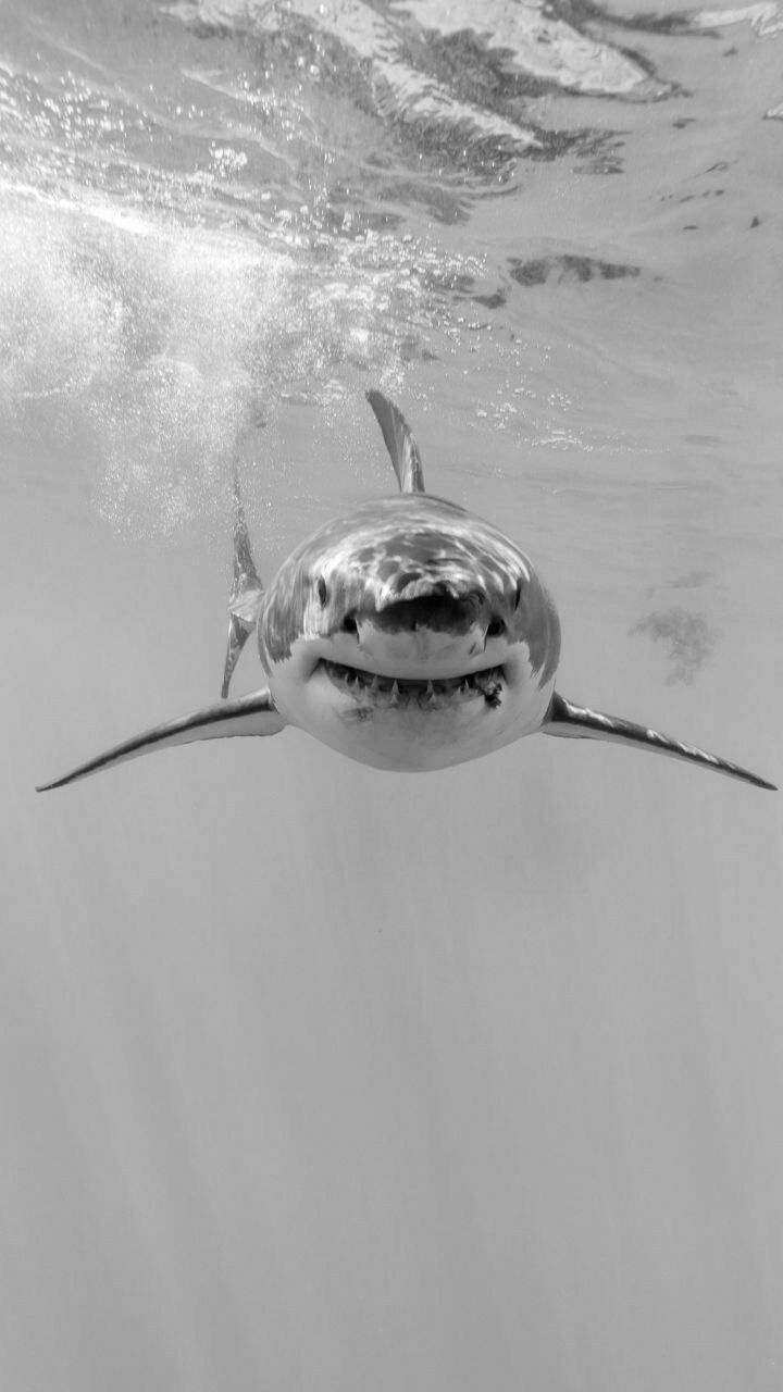 Shark background, Shark wallpaper iph