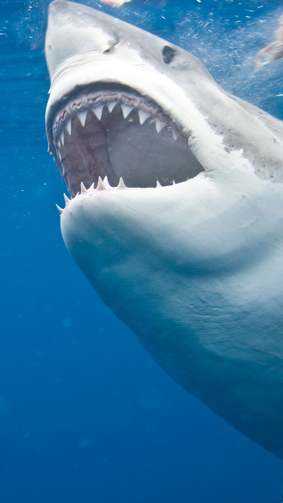 Download Shark wallpaper for mobile